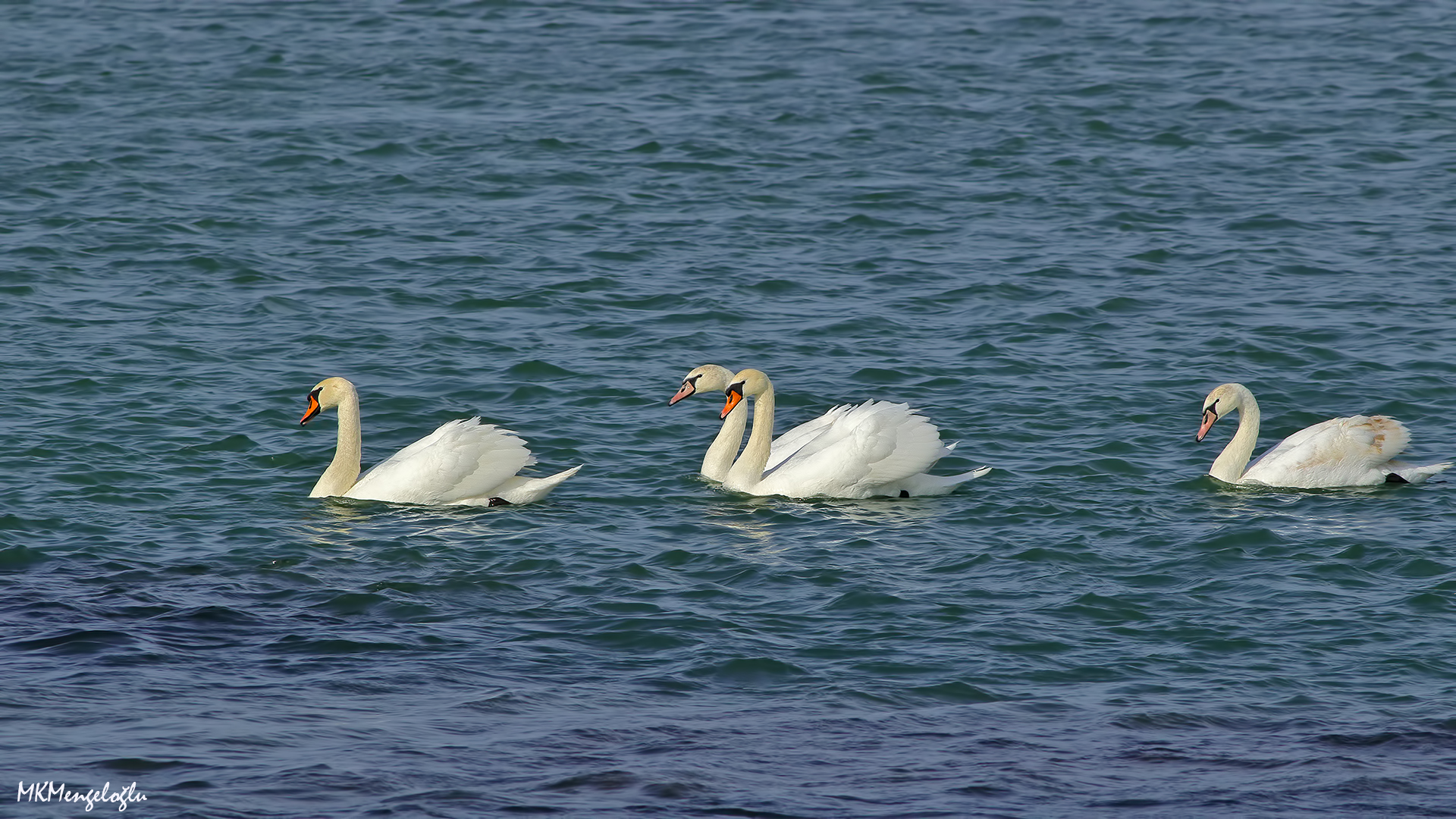 Mute Swan