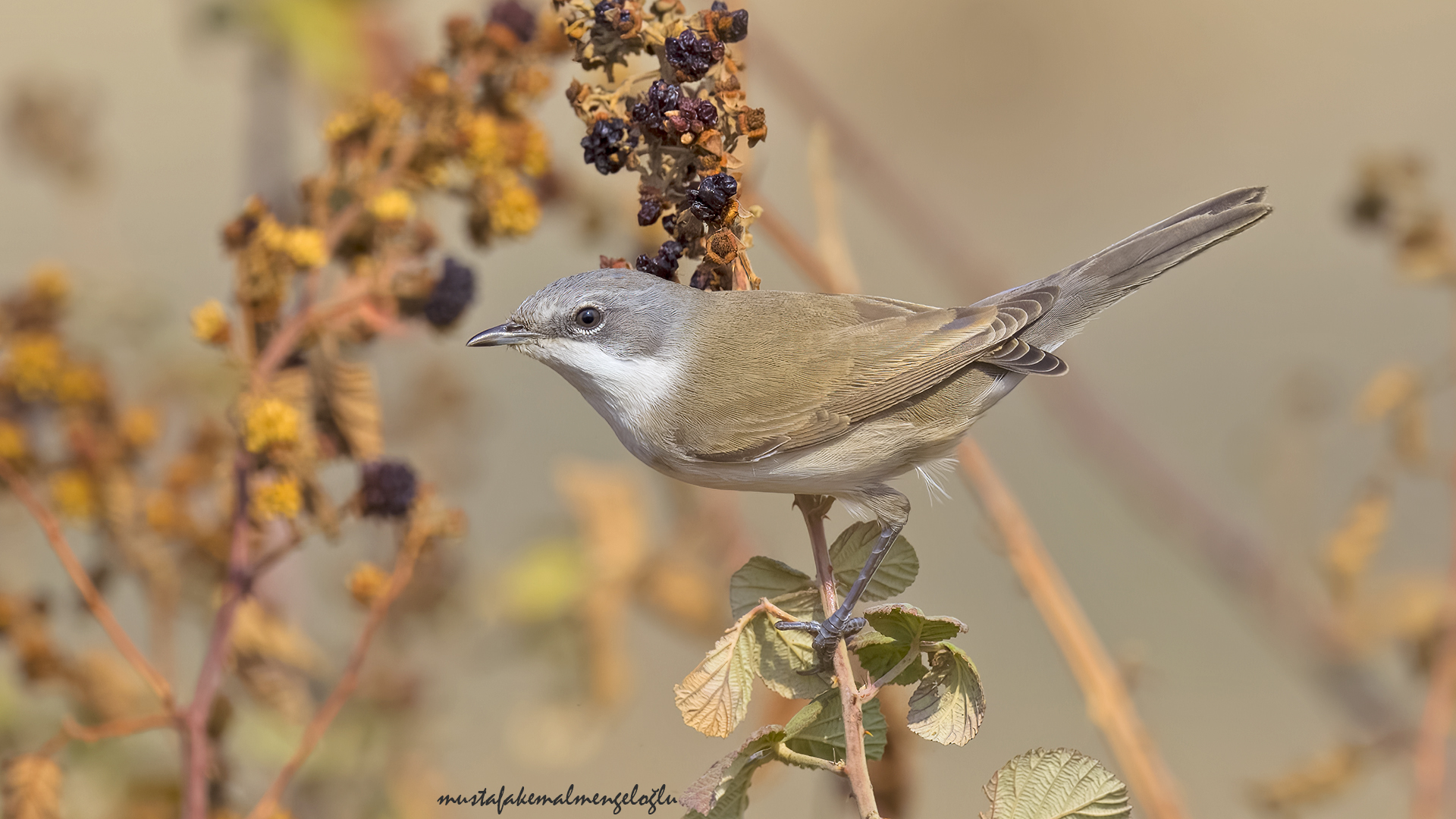 Lesser Whitethroat — Ana fotoğraf