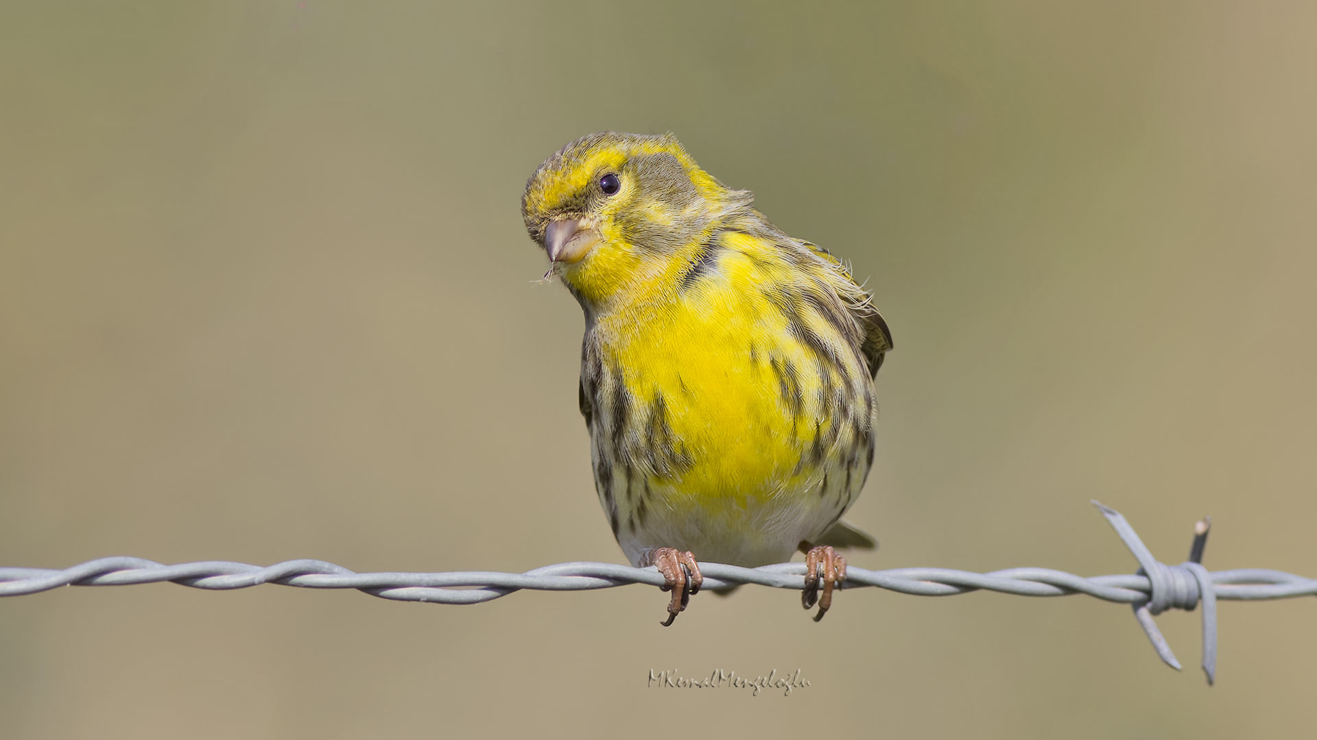 European Serin