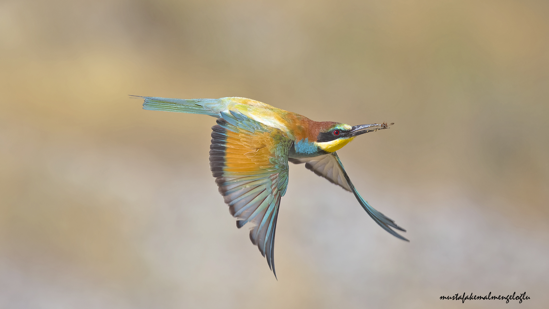 European Bee-eater