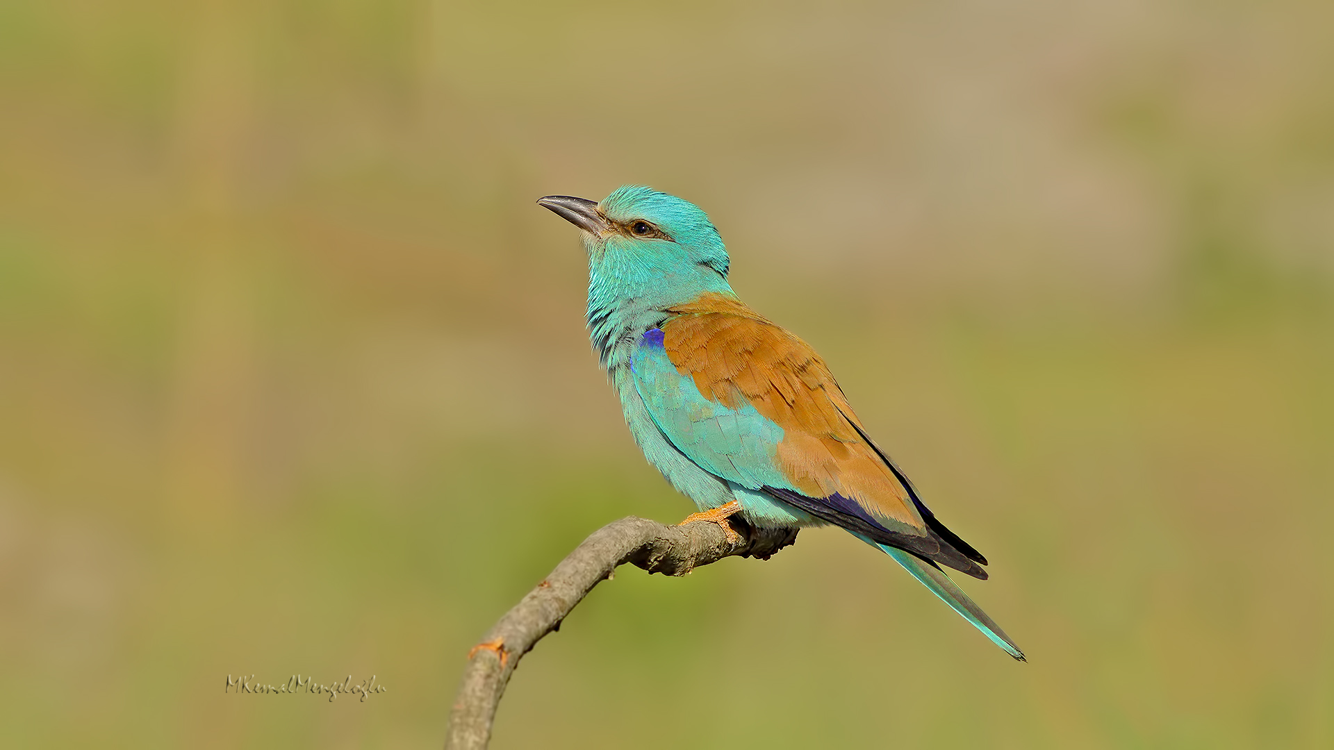 European Roller