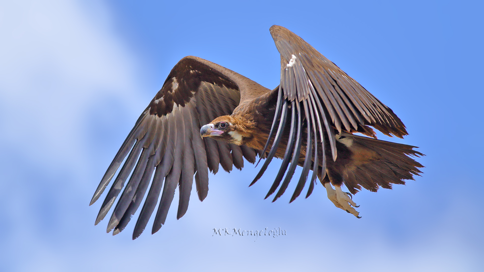 Cinereous Vulture