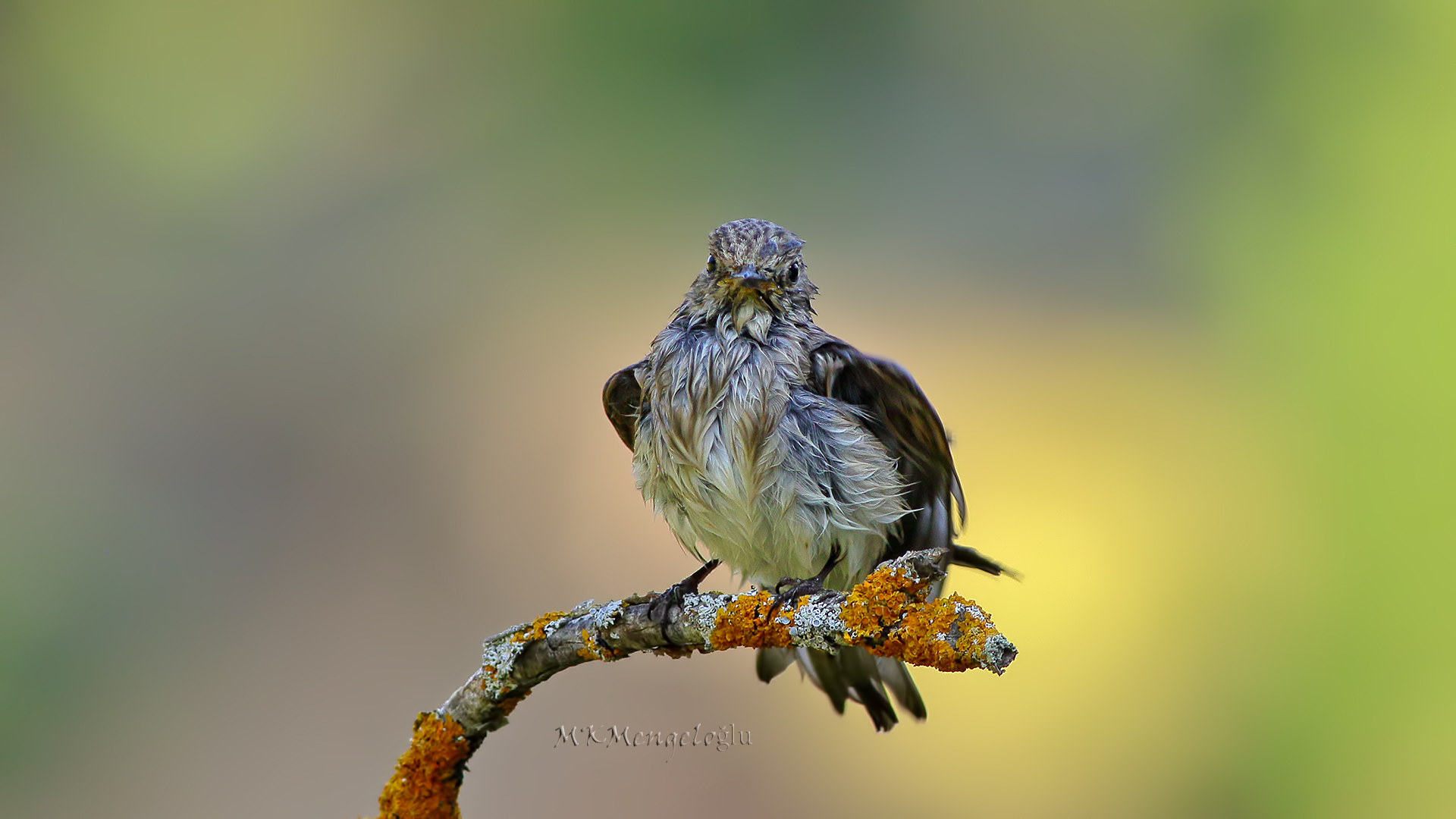 Spotted Flycatcher