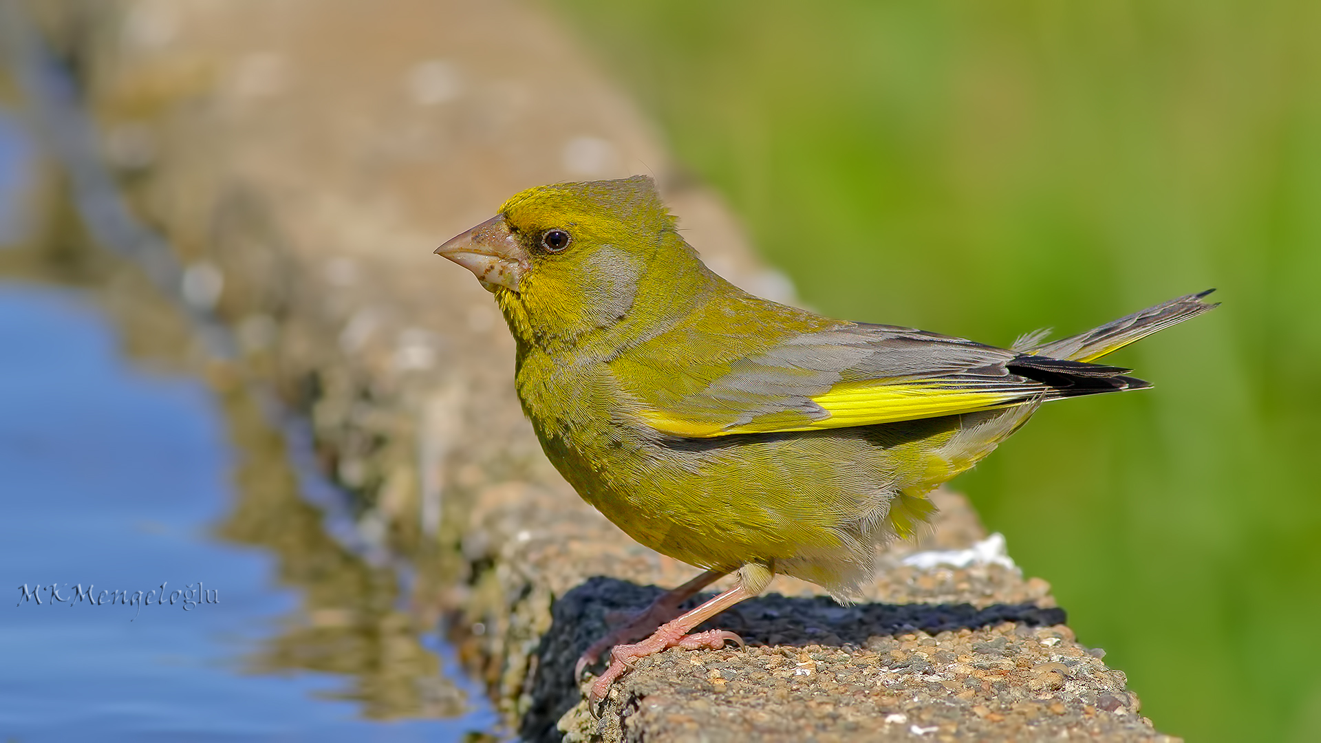 European Greenfinch