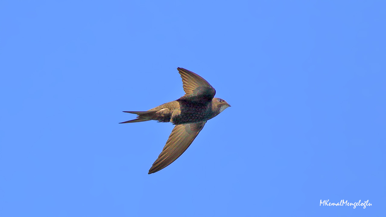 Pallid Swift