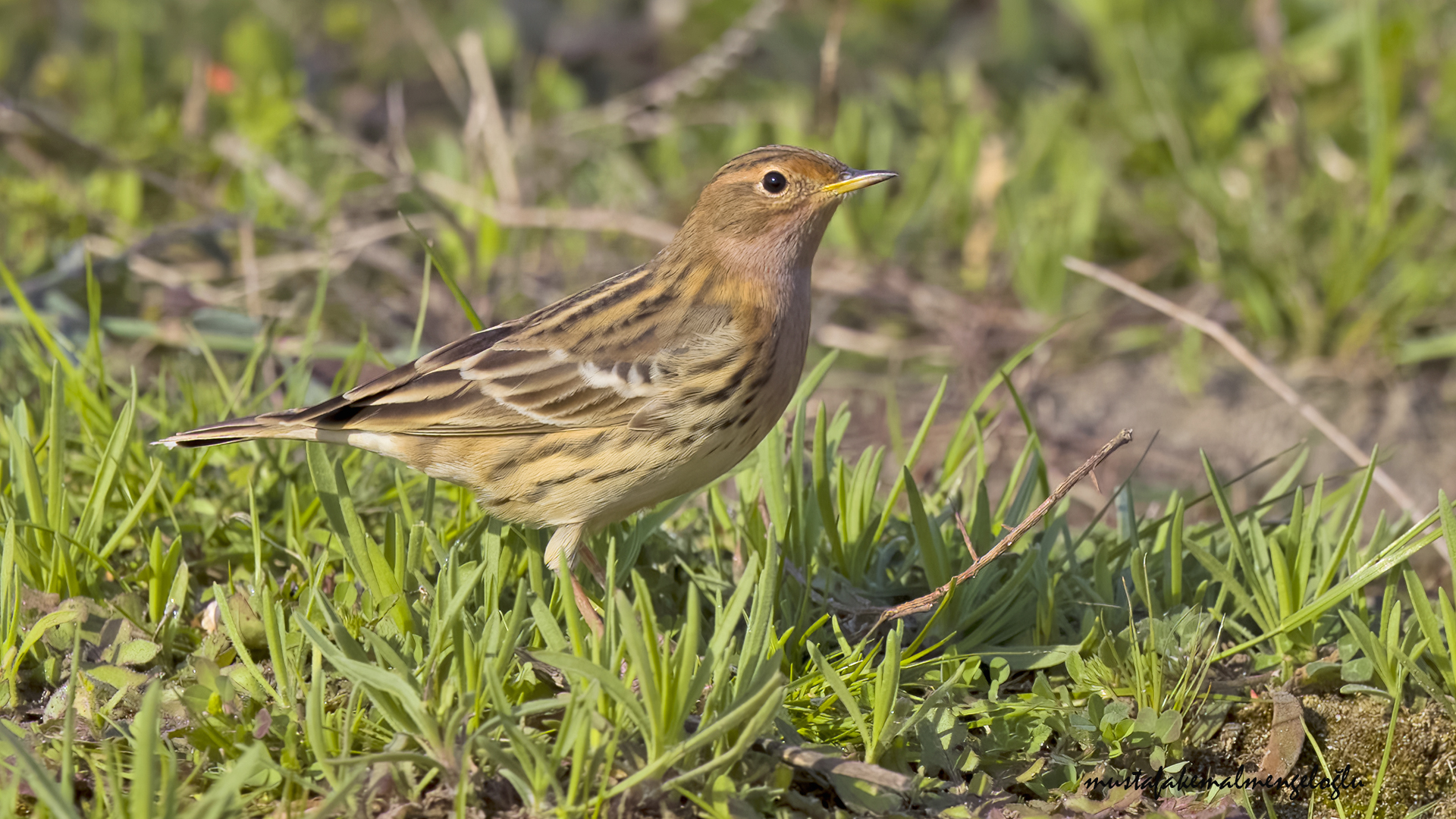 Red-throated Pipit