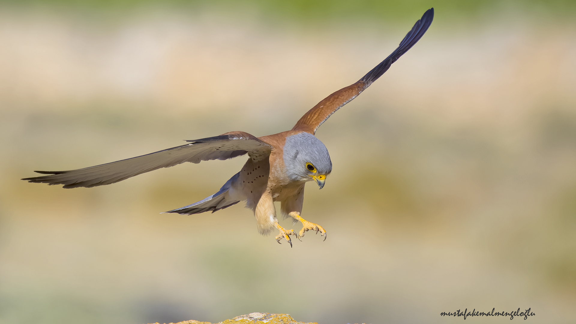 Lesser Kestrel