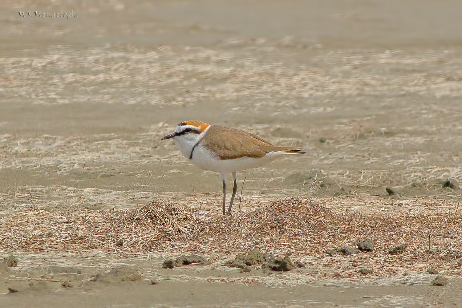 Kentish Plover