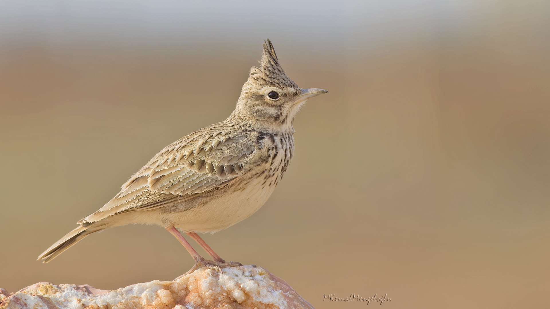 Crested Lark