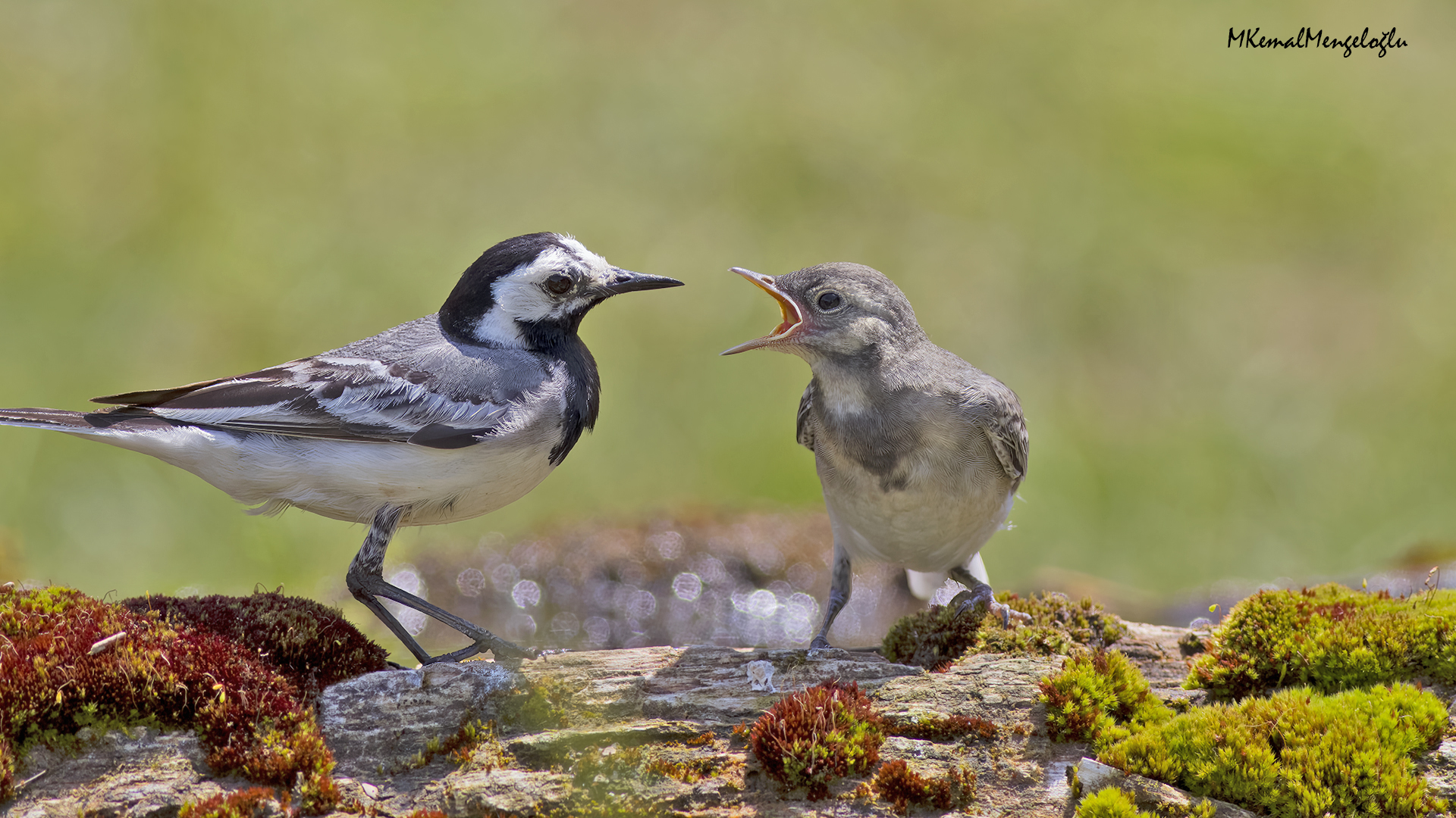 White Wagtail