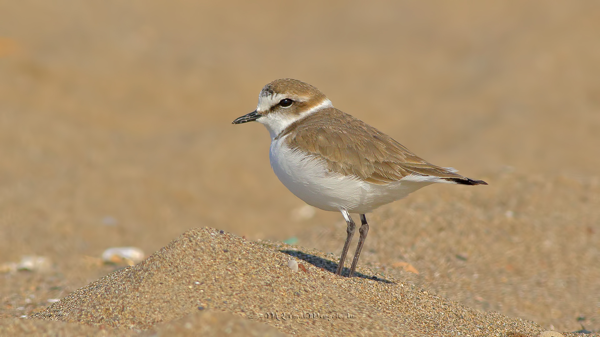 Kentish Plover