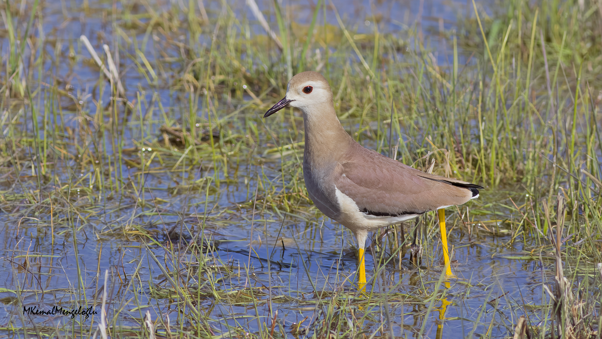 White-tailed Lapwing