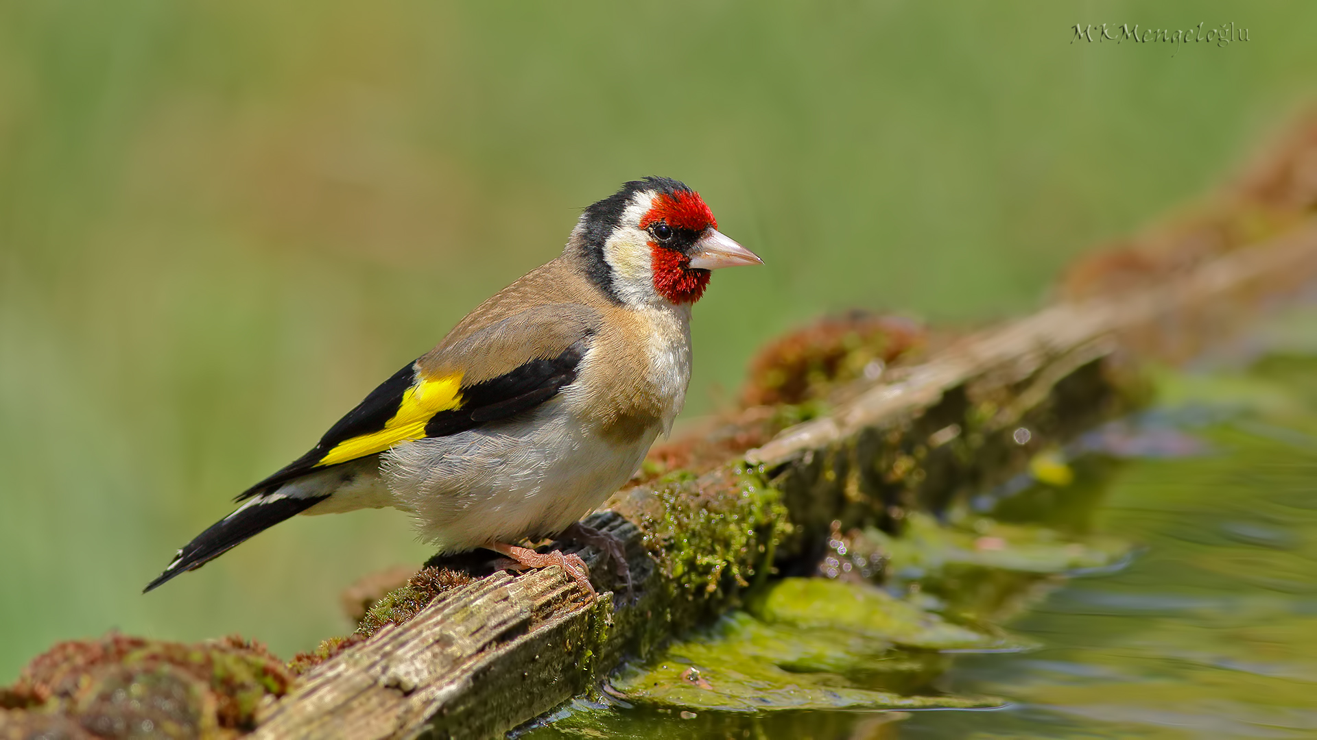 European Goldfinch