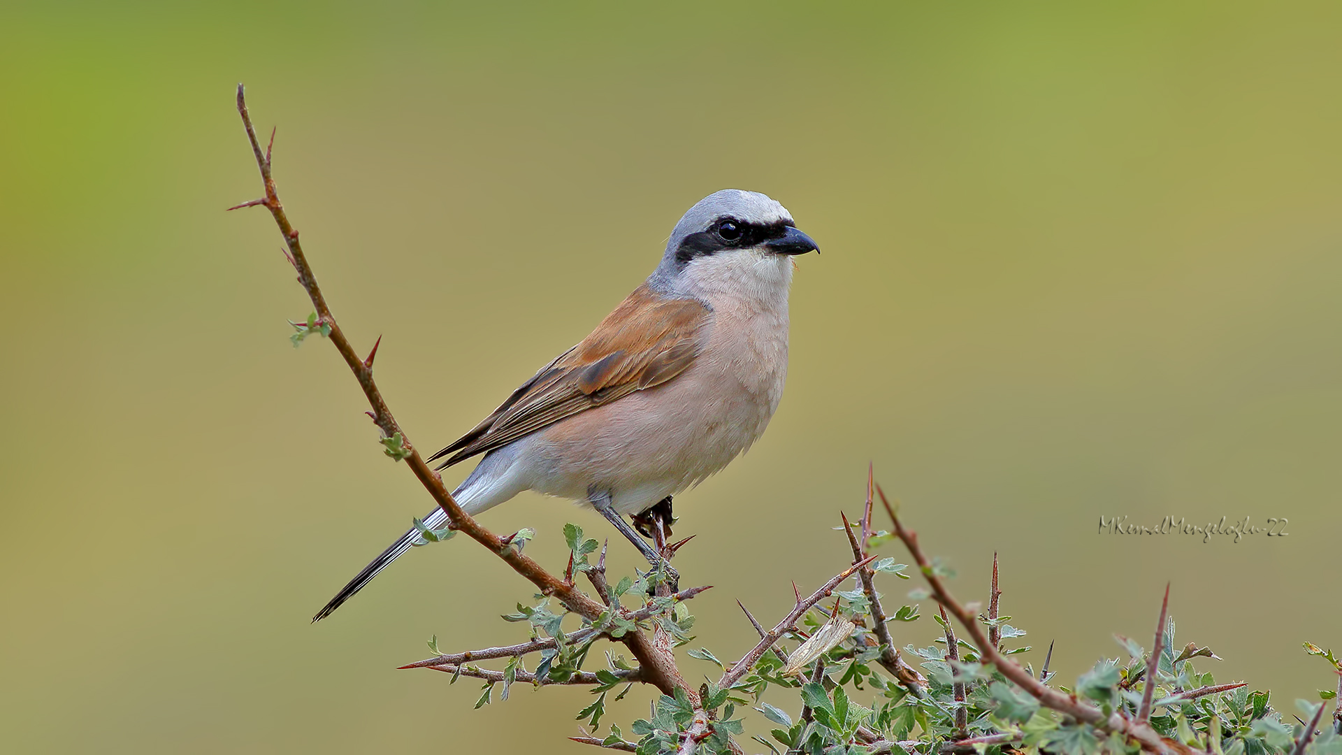 Red-backed Shrike
