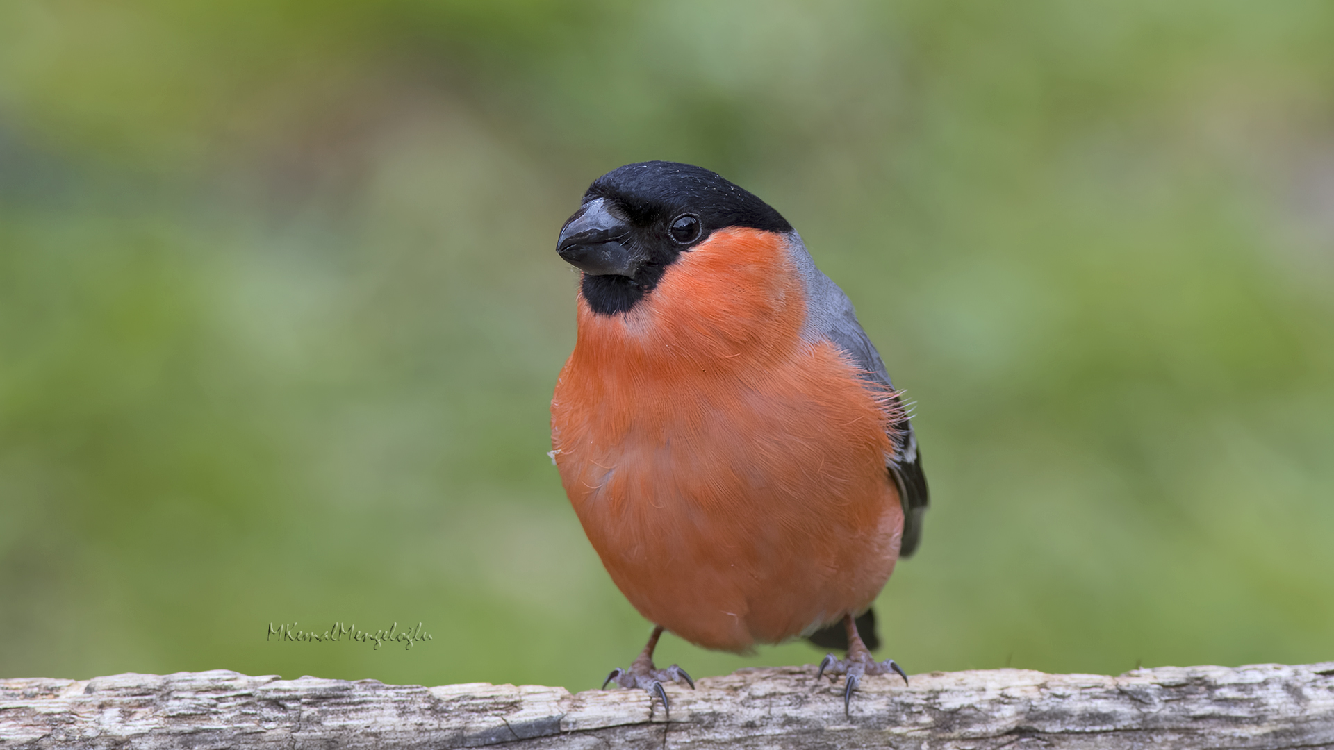 Eurasian Bullfinch — Ana fotoğraf