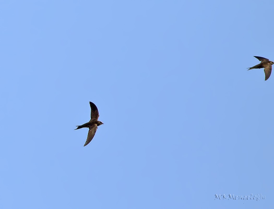 Common Swift