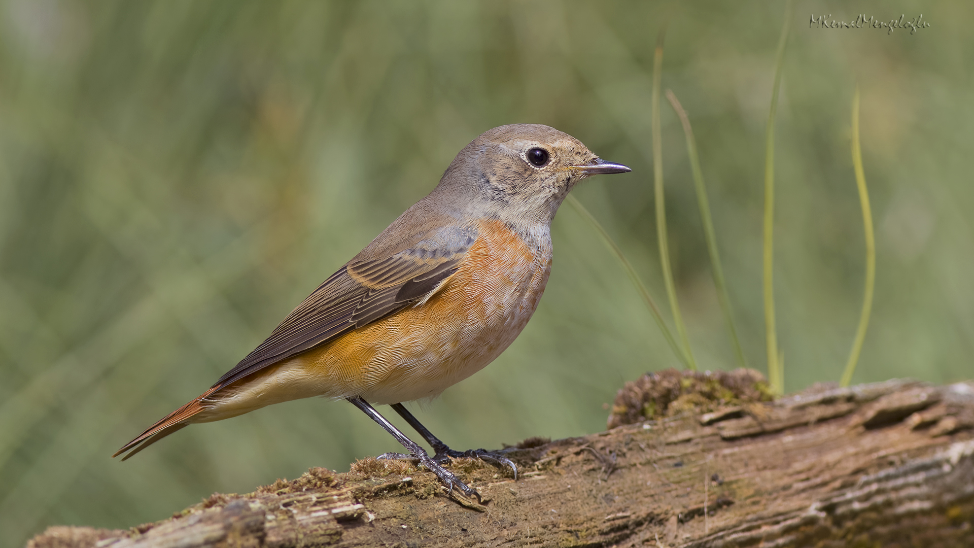 Common Redstart