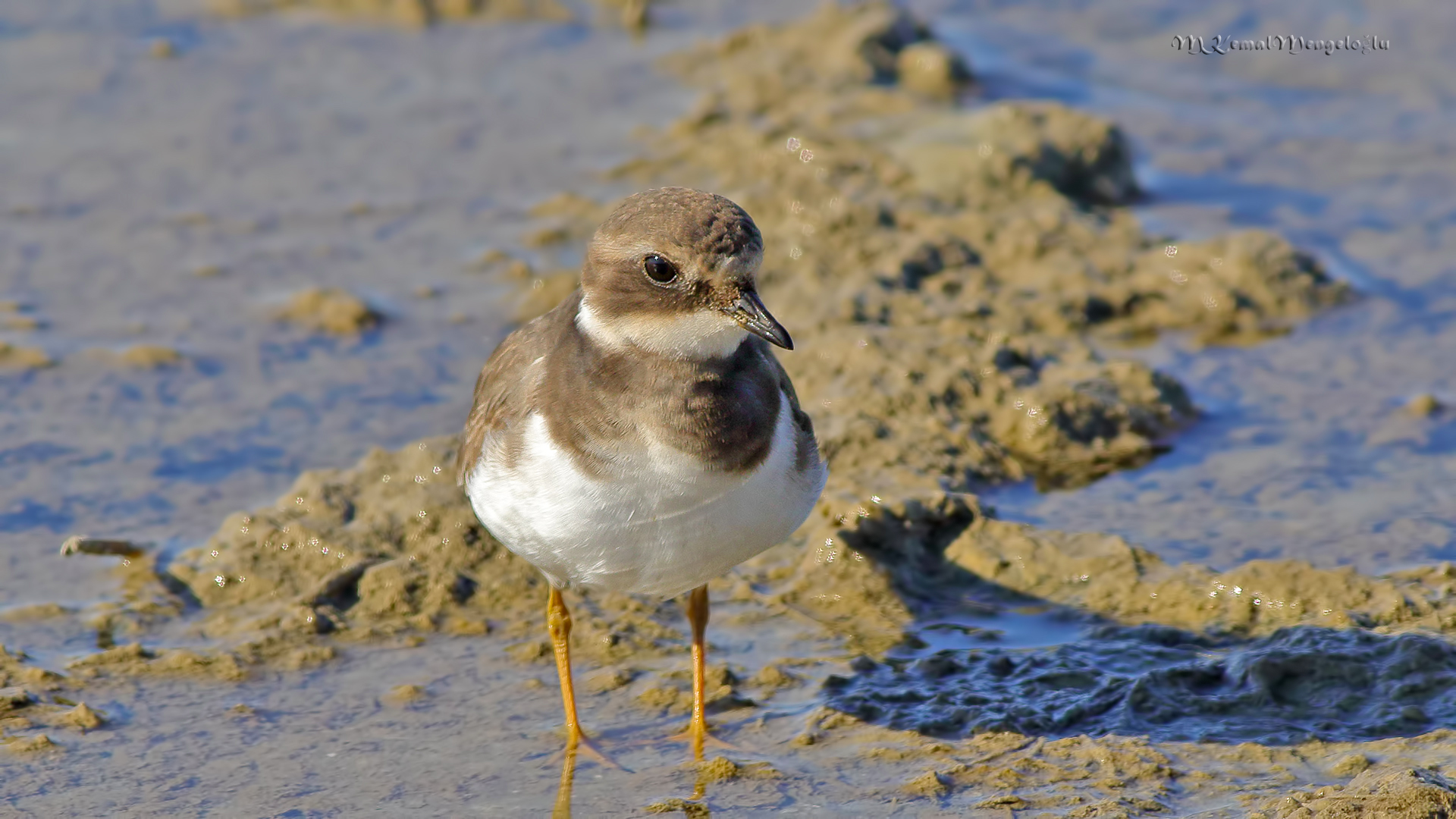 Common Ringed Plover