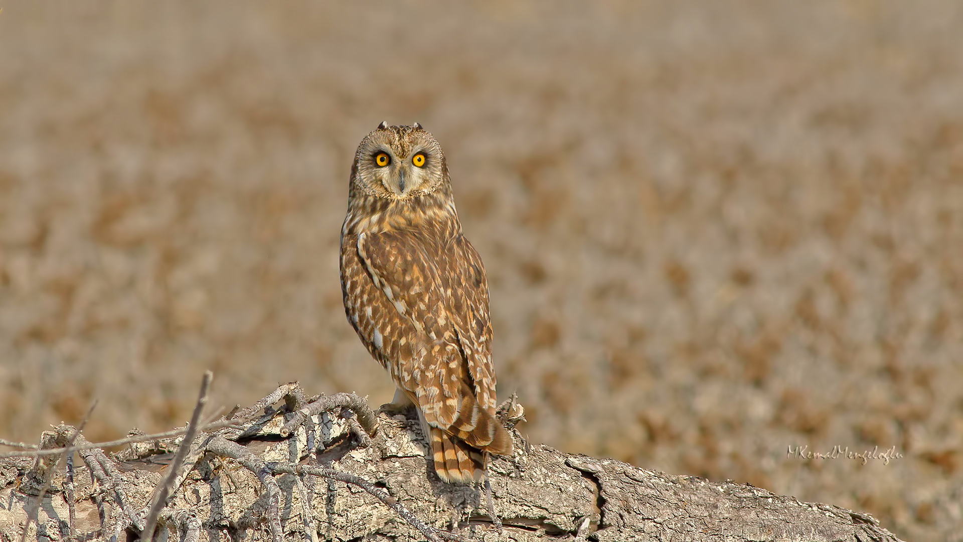 Short-eared Owl