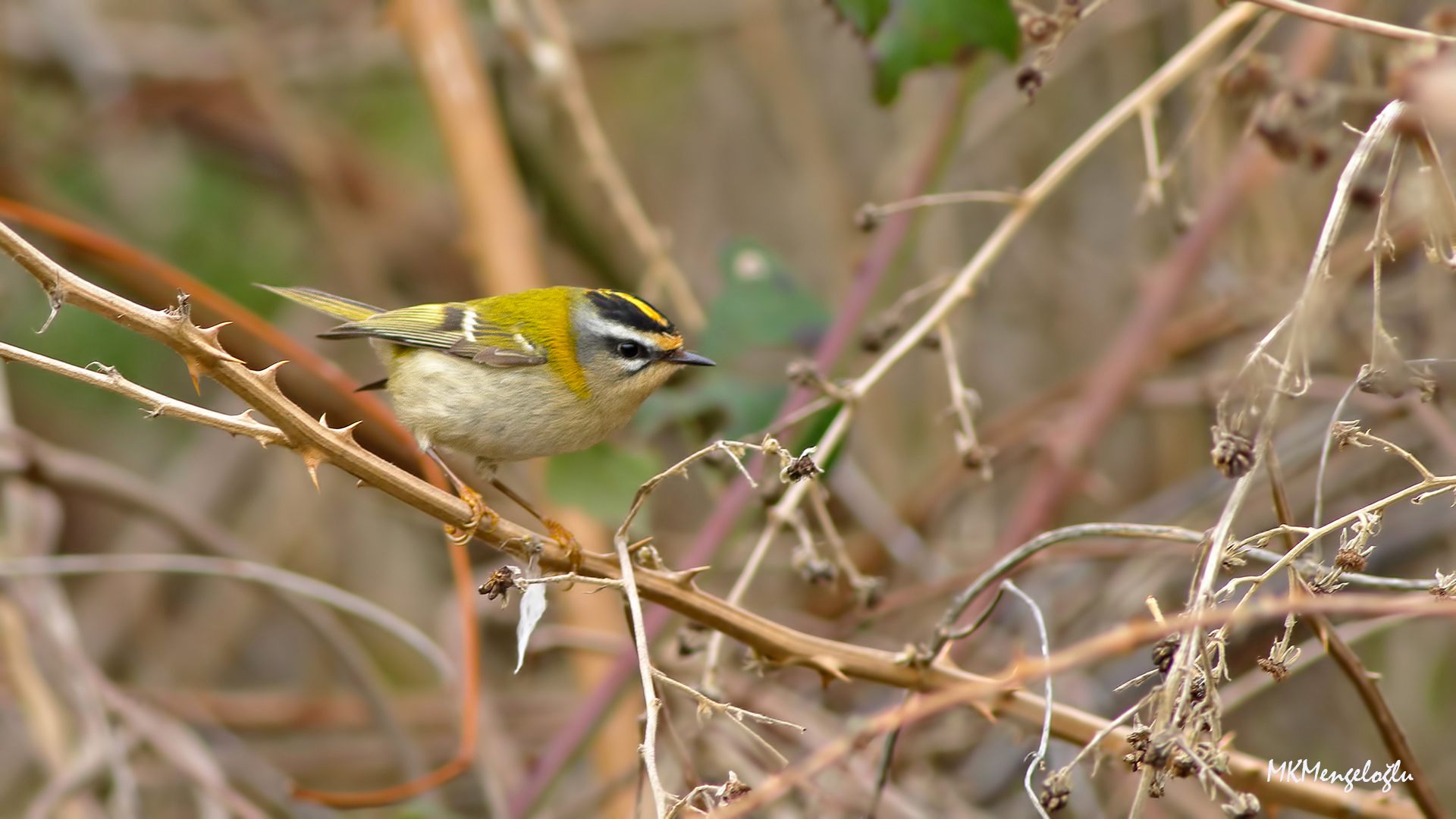 Common Firecrest