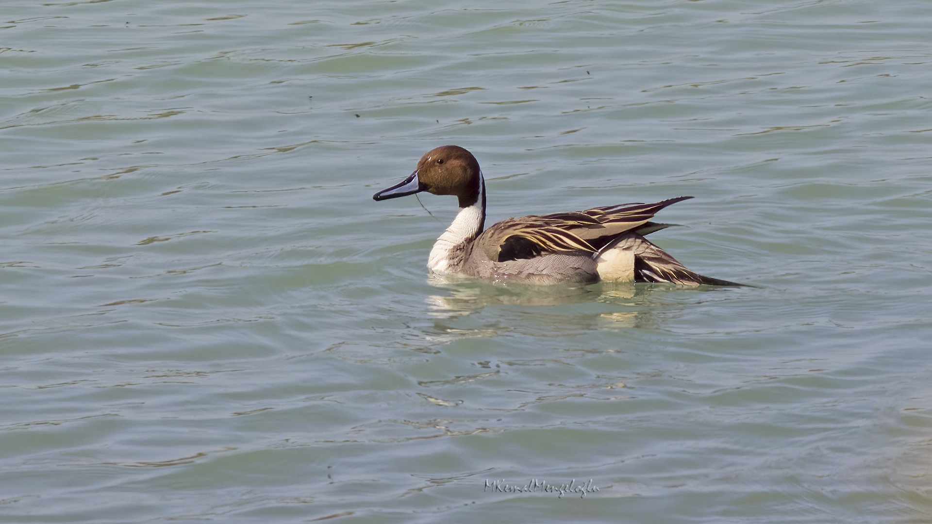 Northern Pintail