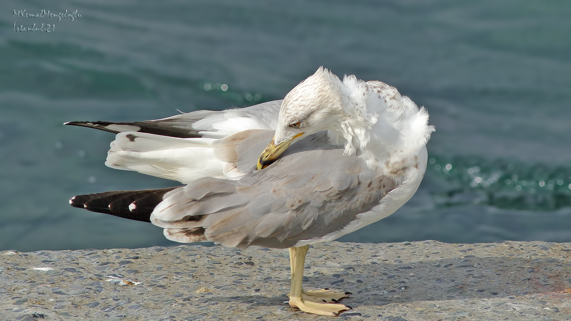 Yellow-legged Gull