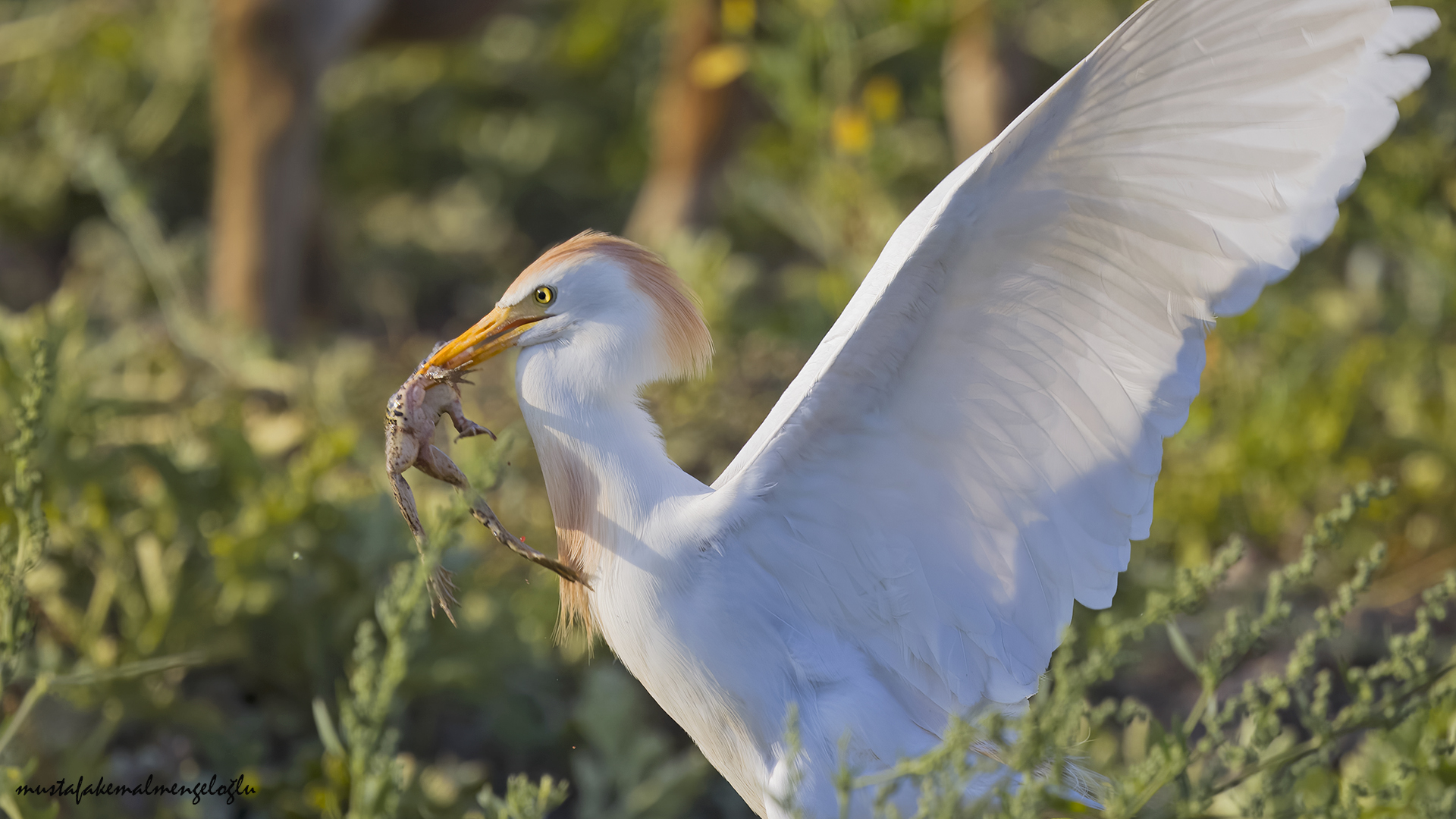 Cattle Egret
