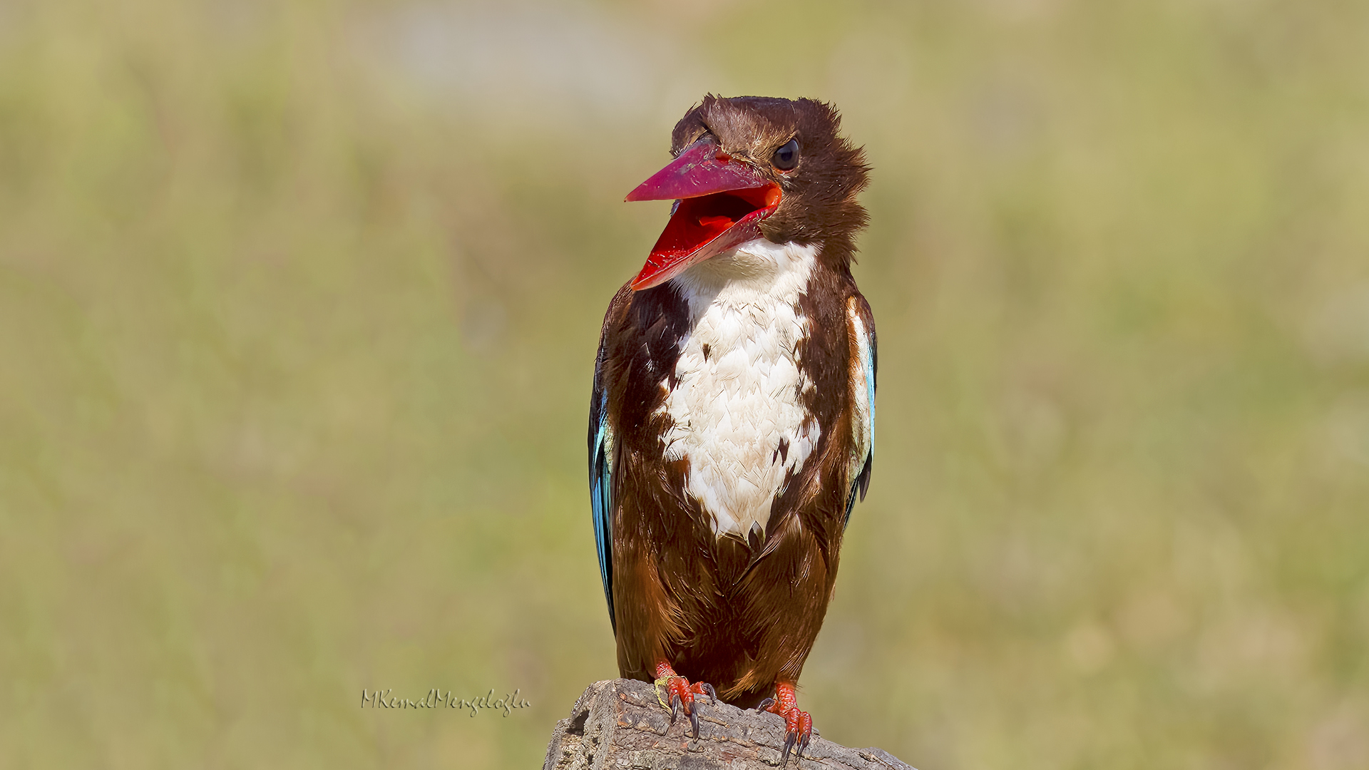 White-throated Kingfisher