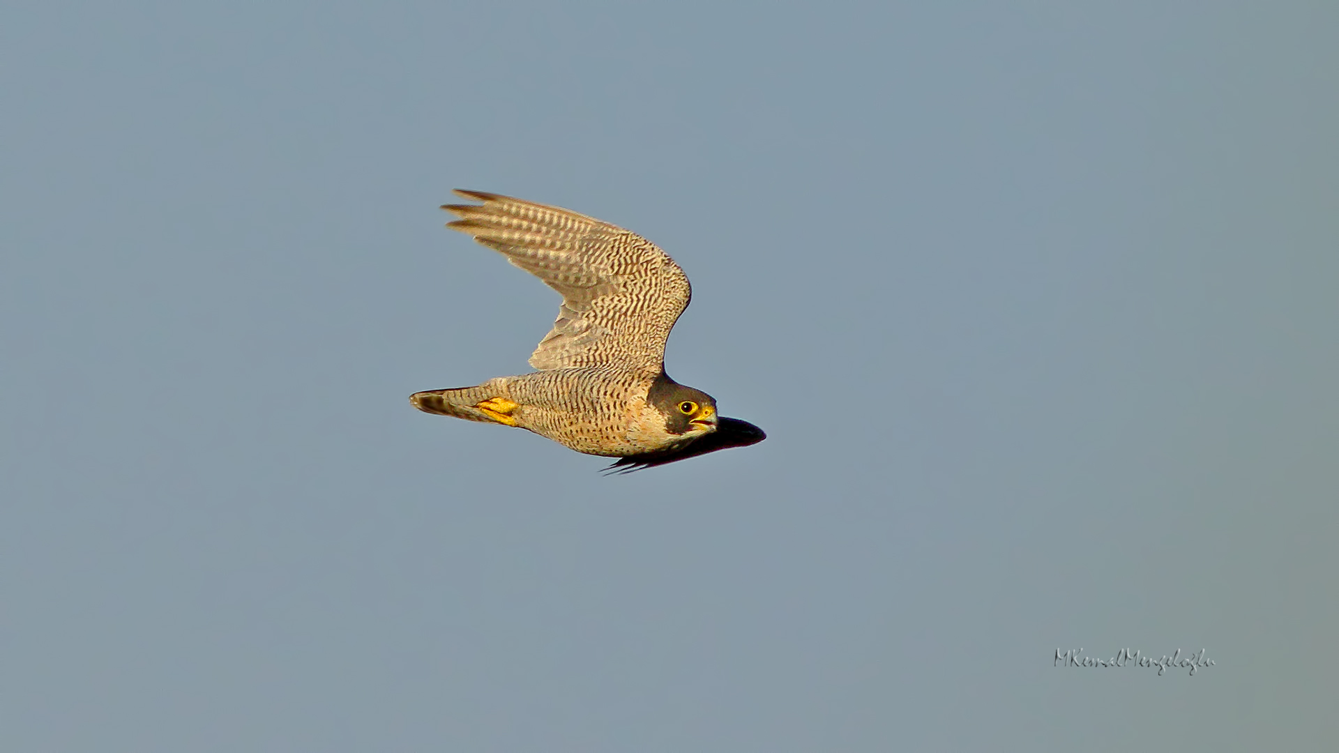 Peregrine Falcon