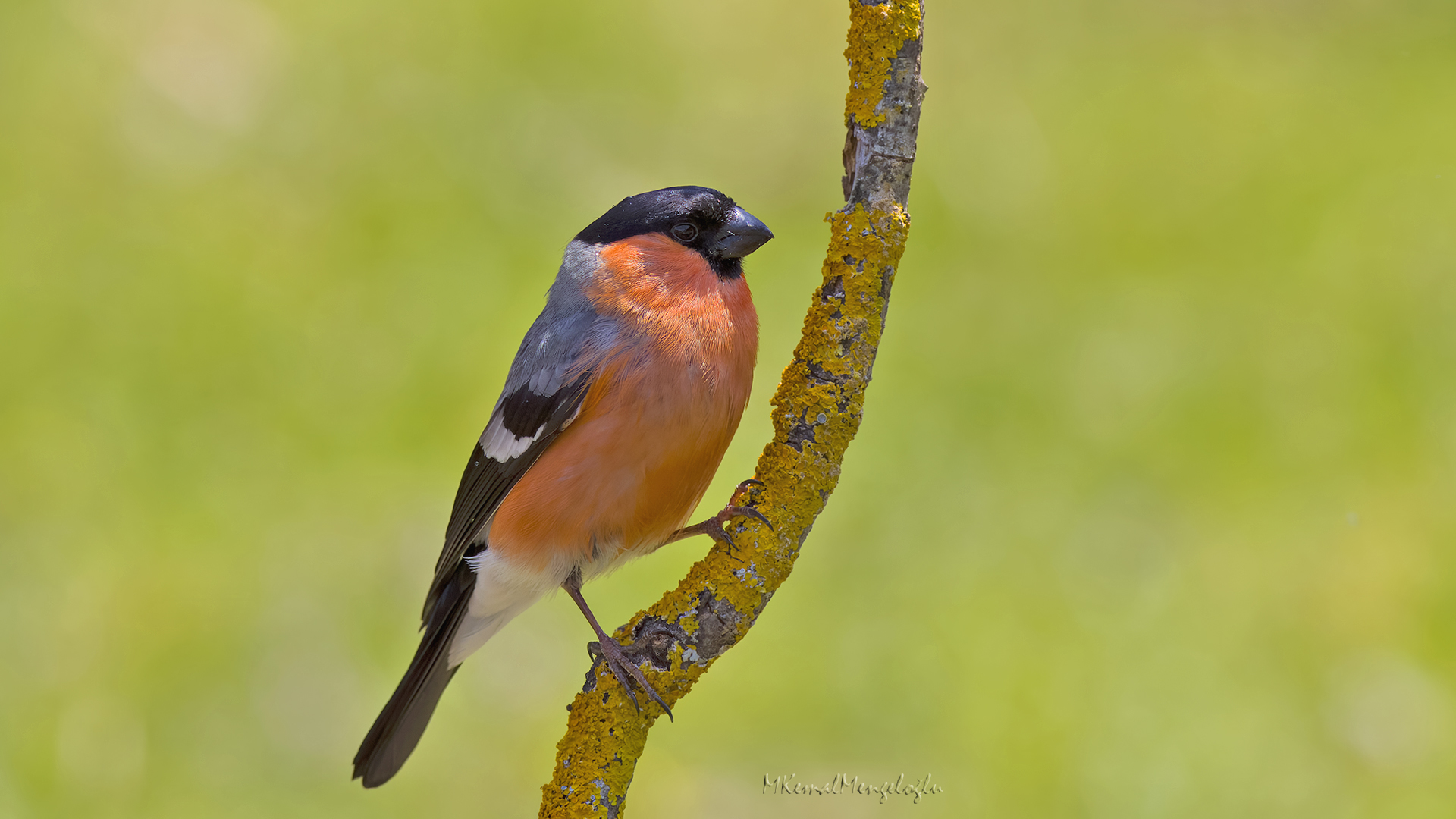 Eurasian Bullfinch