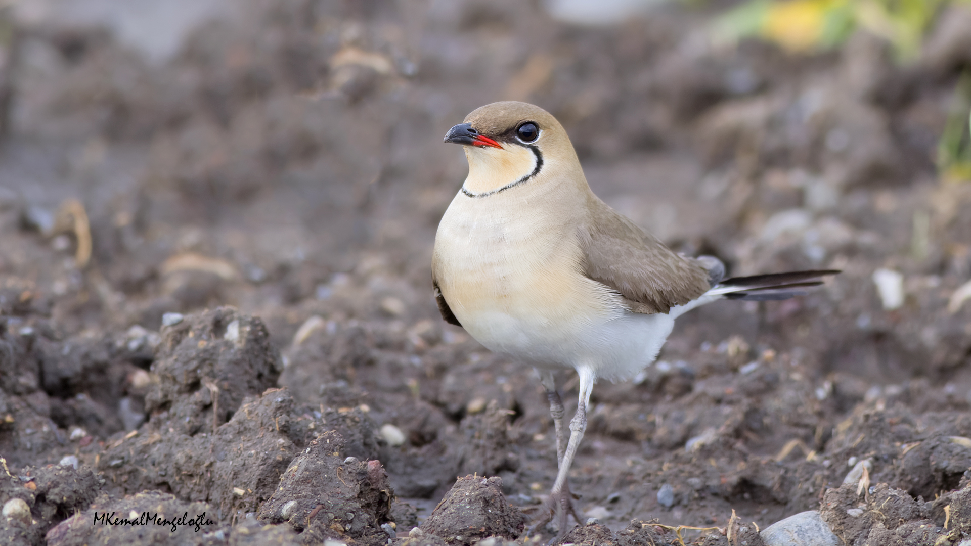 Collared Pratincole
