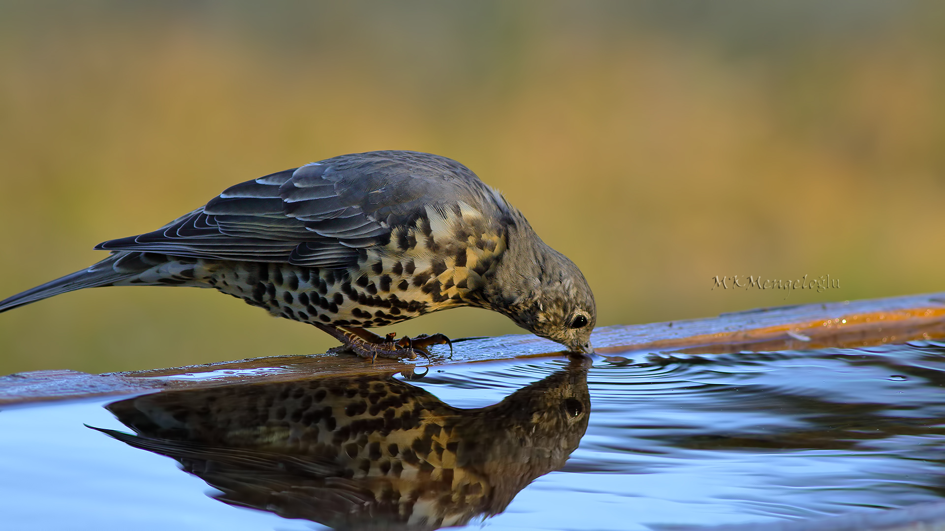 Mistle Thrush