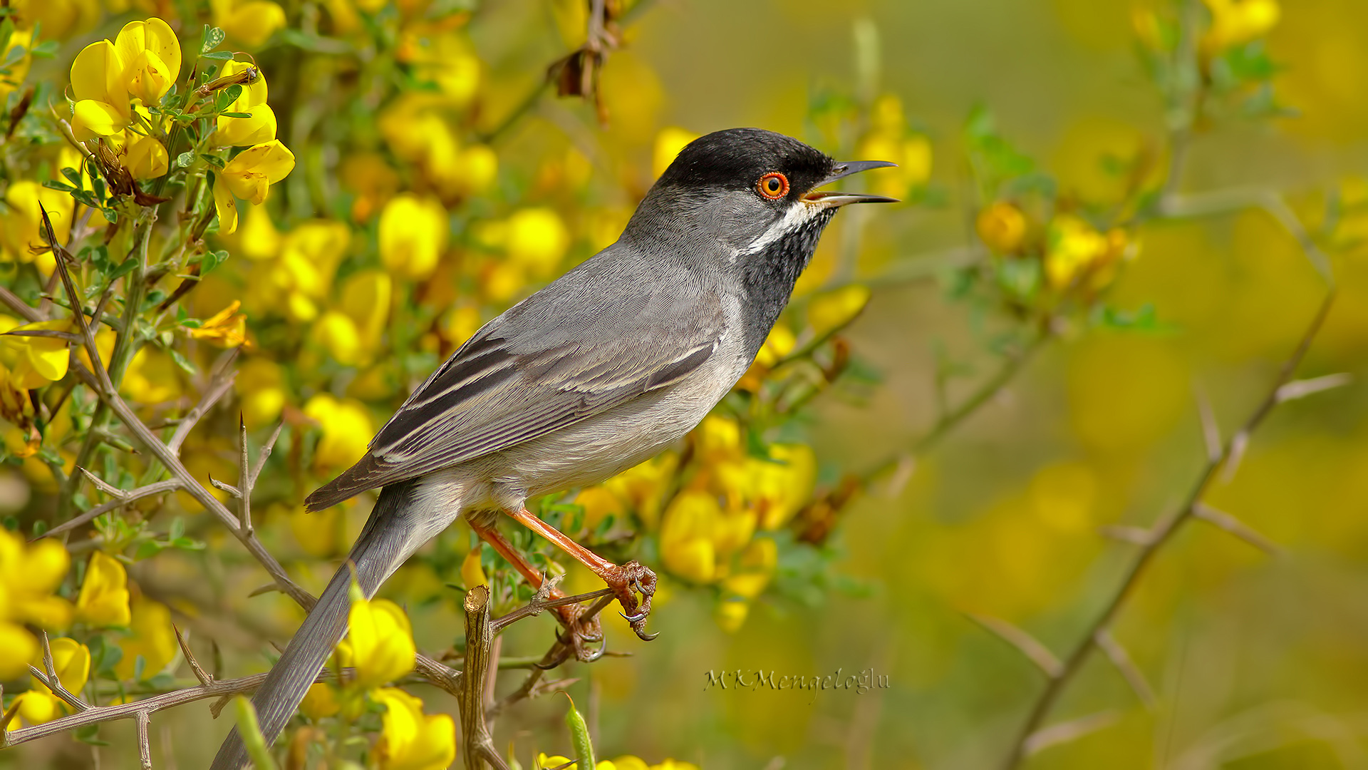 Rüppell's Warbler