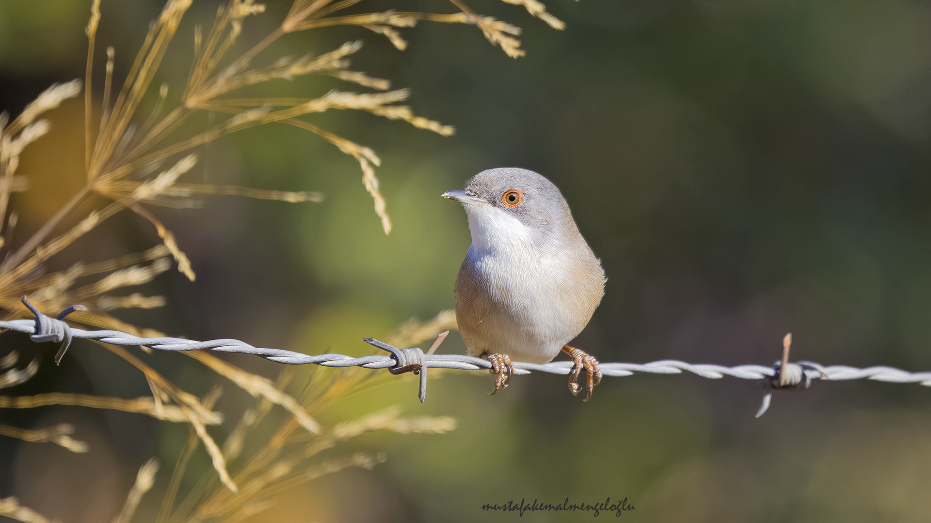 Menetries's Warbler