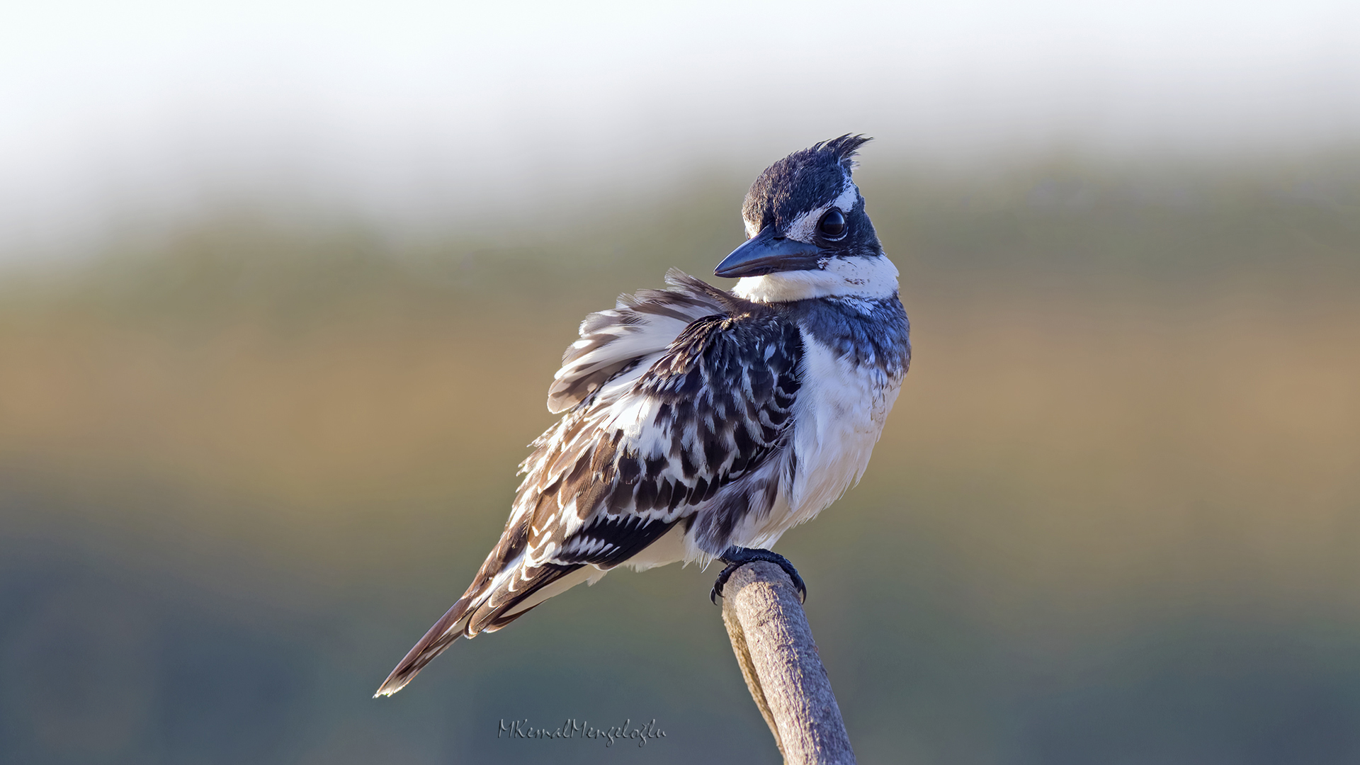 Pied Kingfisher