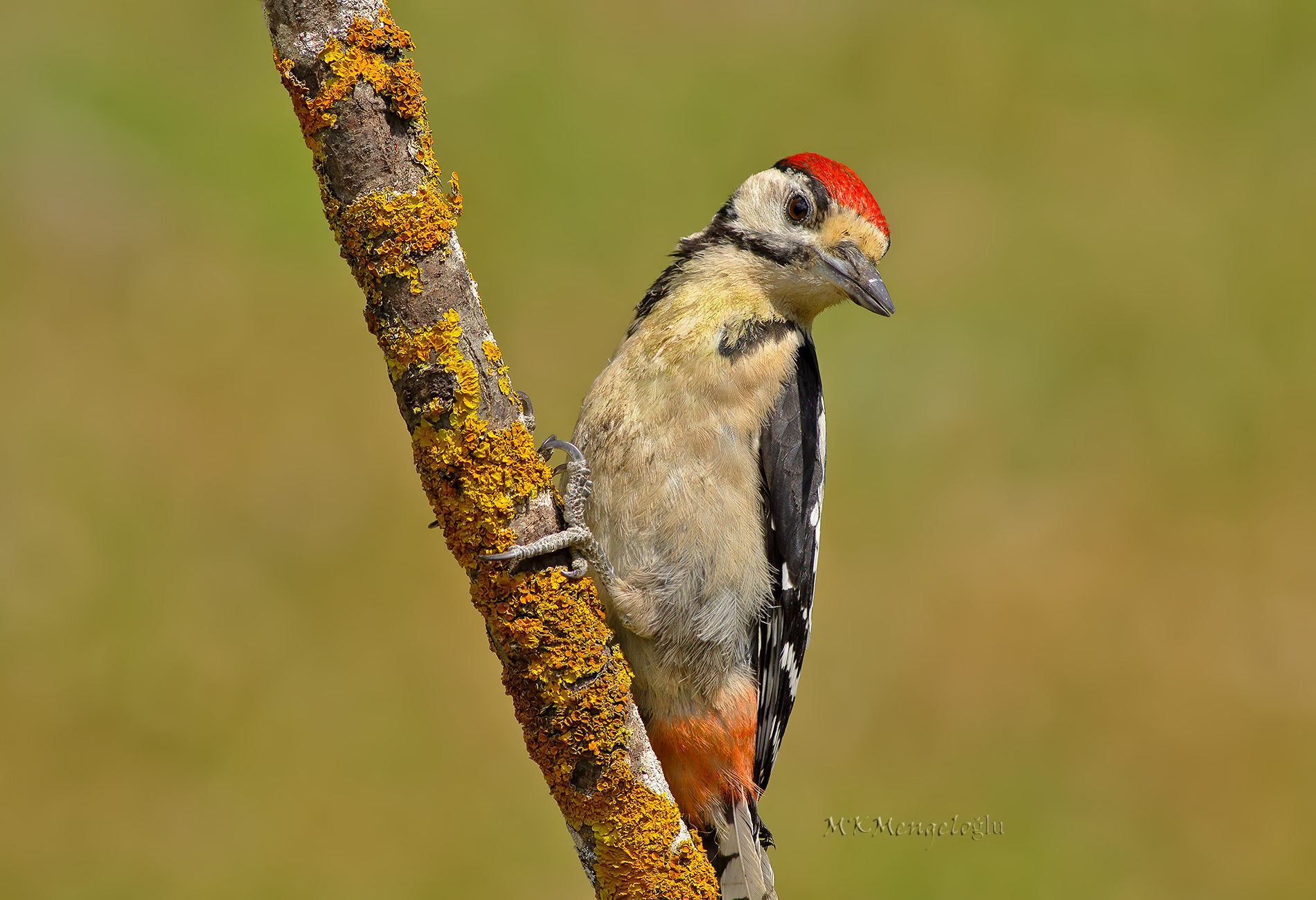 Great Spotted Woodpecker