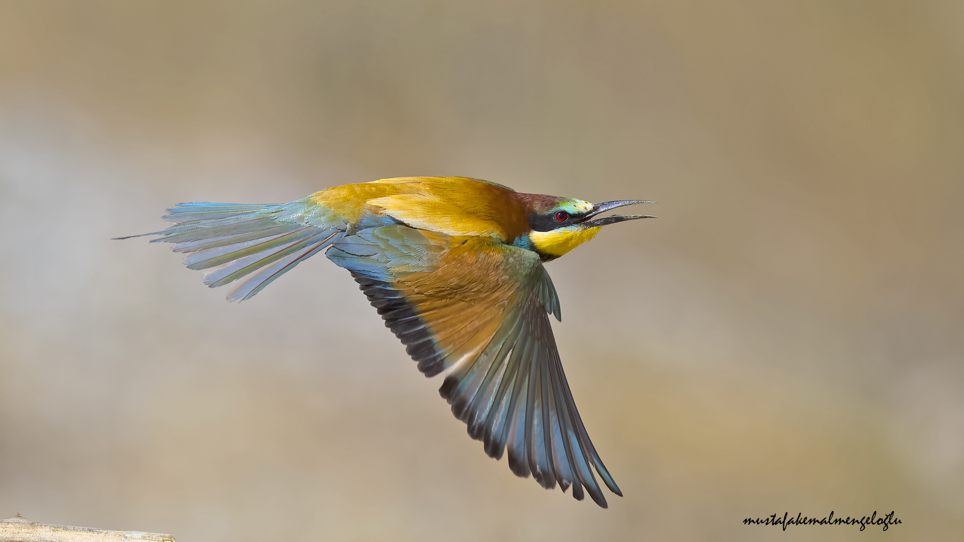 European Bee-eater