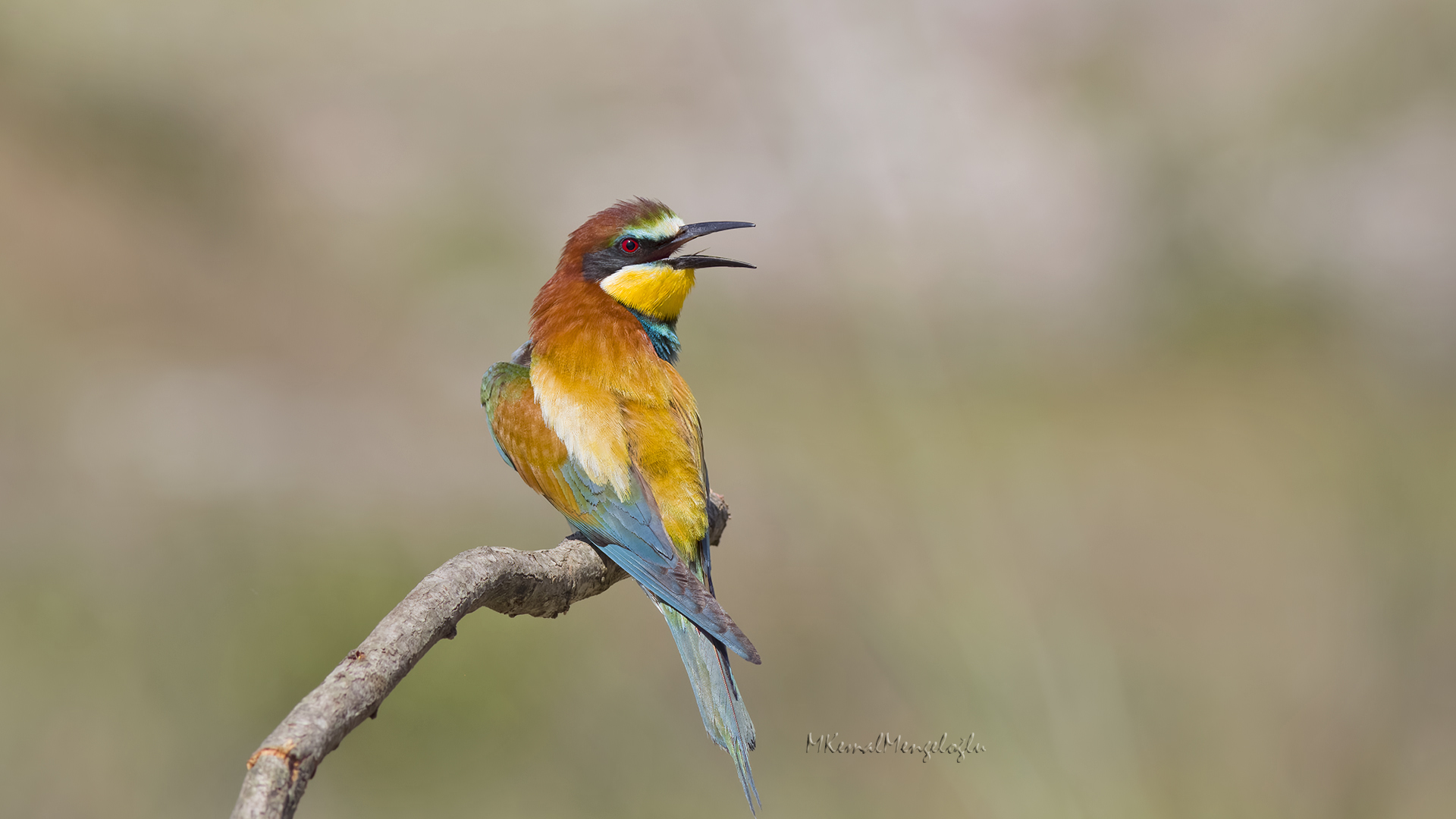 European Bee-eater