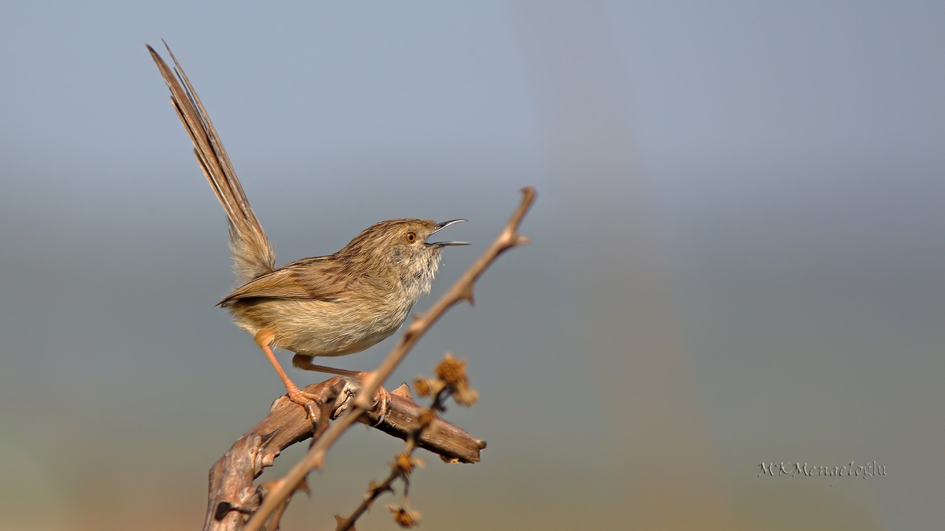 Graceful Prinia