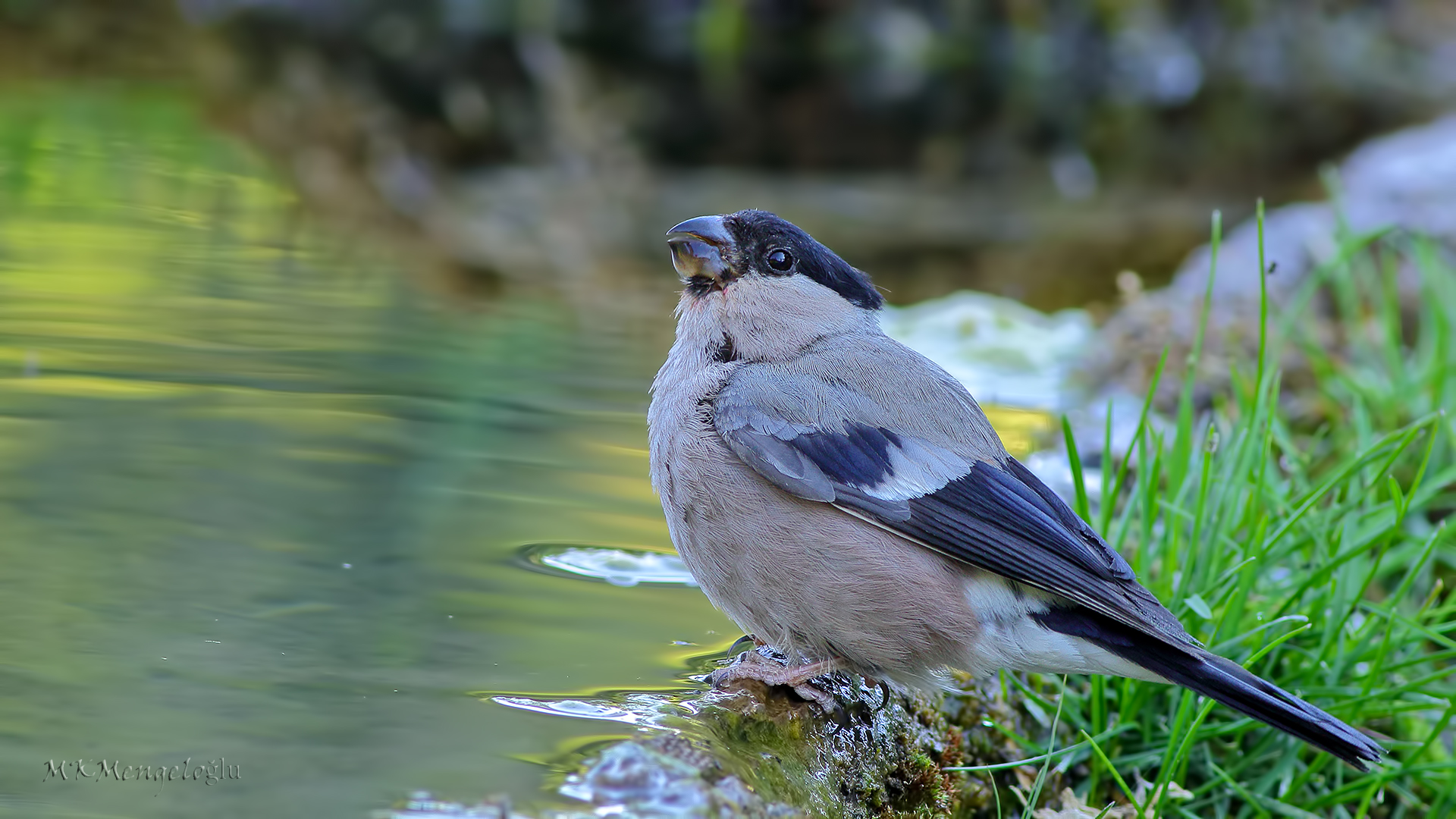 Eurasian Bullfinch