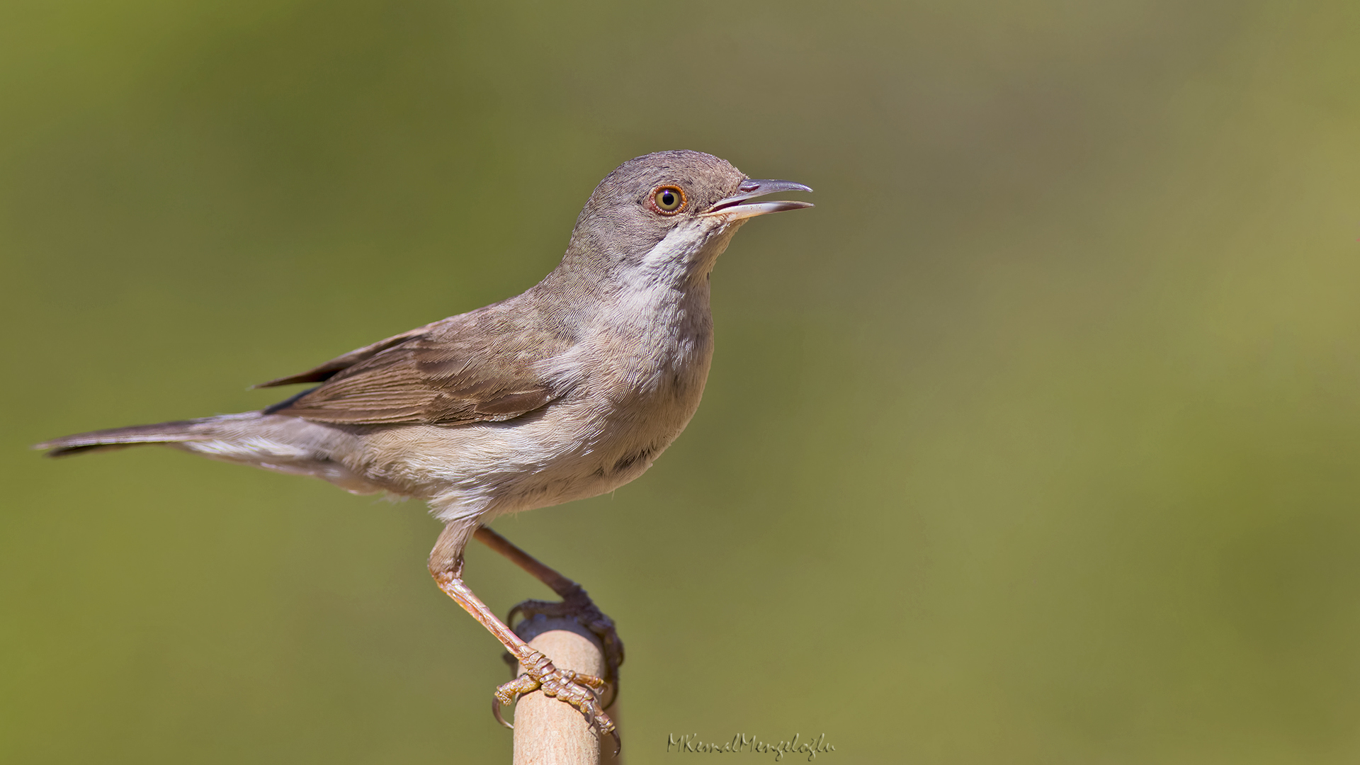 Subalpine Warbler