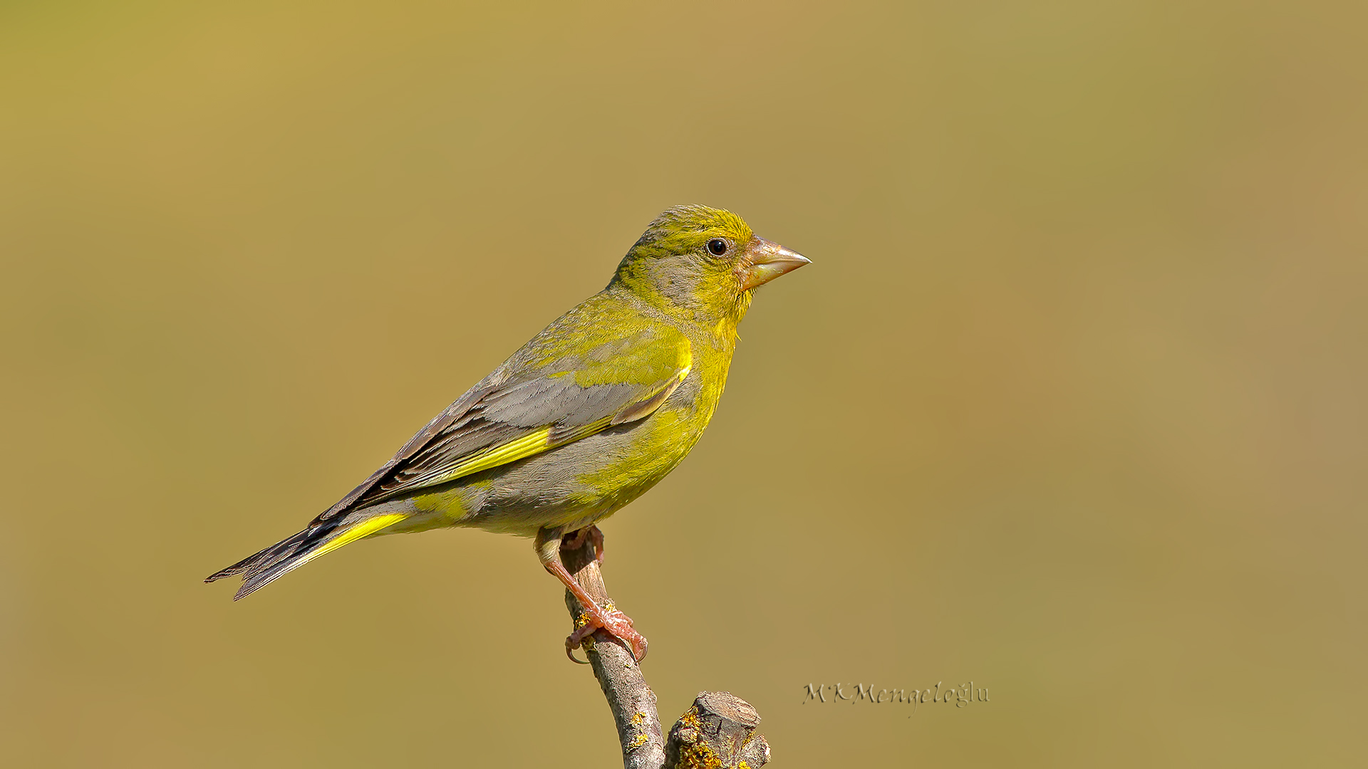 European Greenfinch