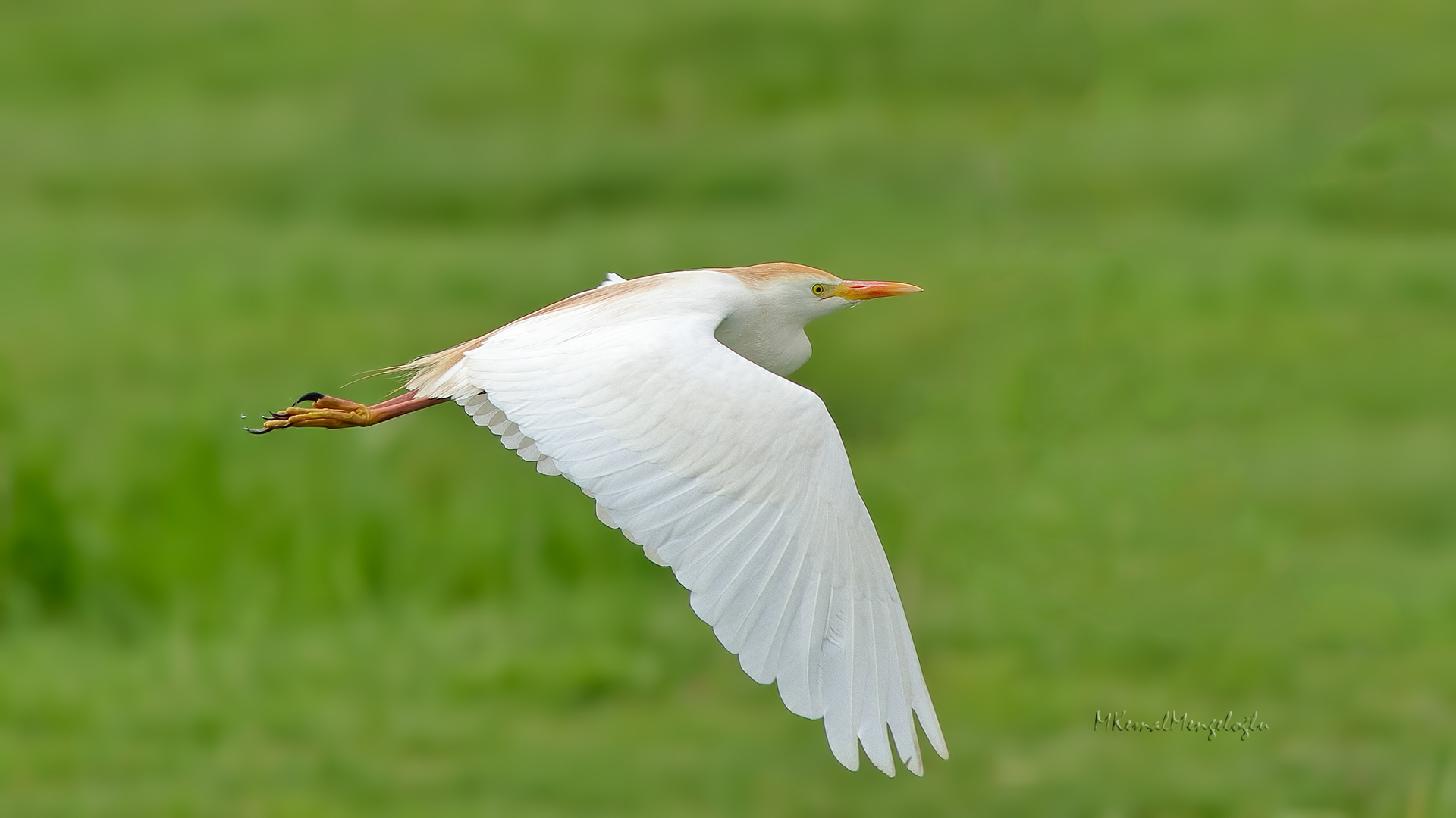 Cattle Egret