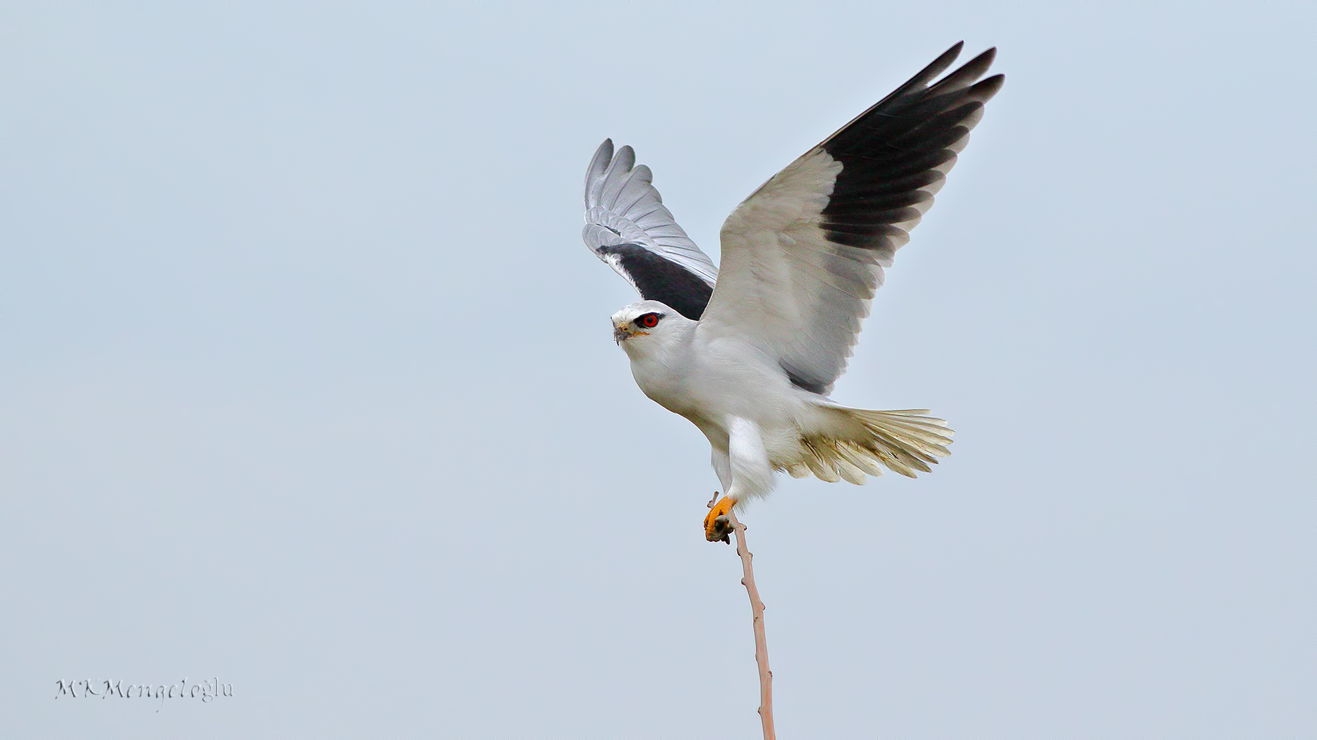 Black-winged Kite