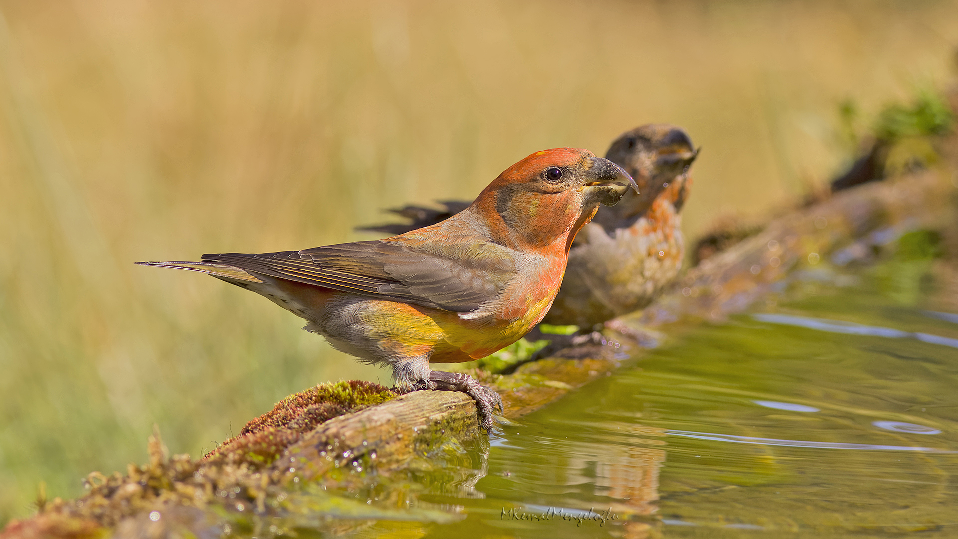 Red Crossbill