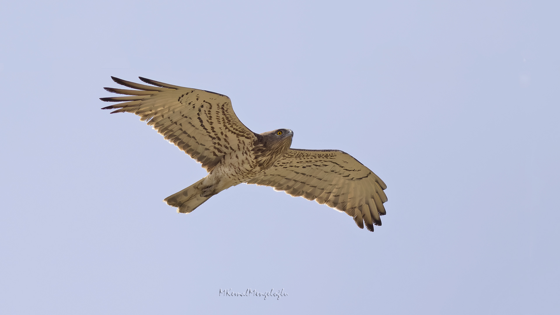 Short-toed Snake-Eagle