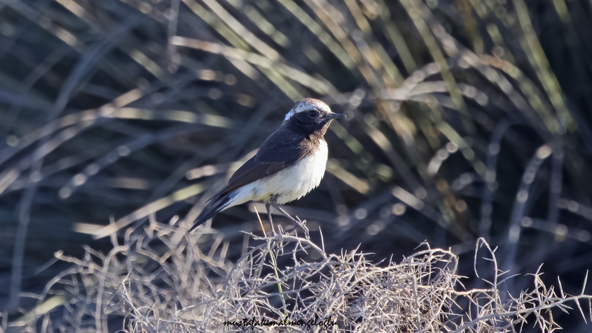 Cyprus Wheatear