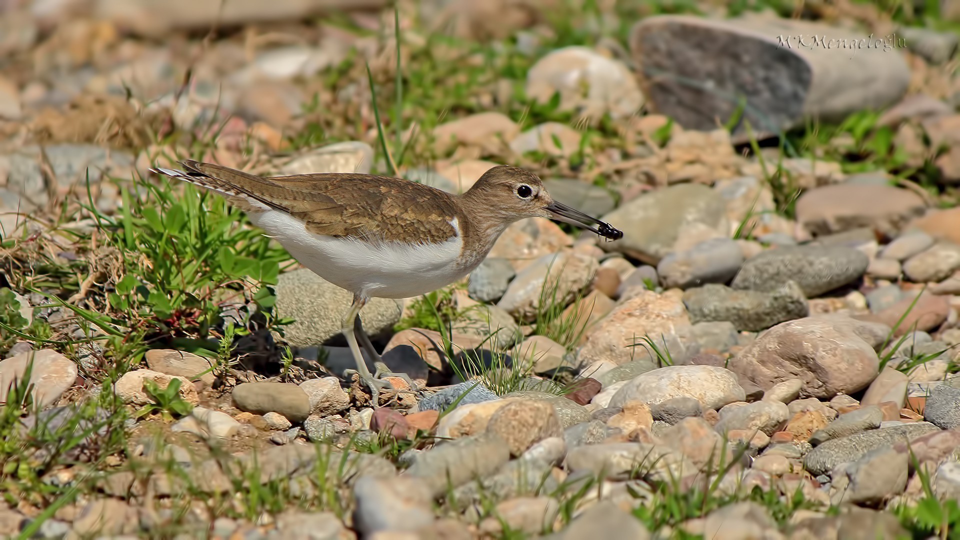 Green Sandpiper
