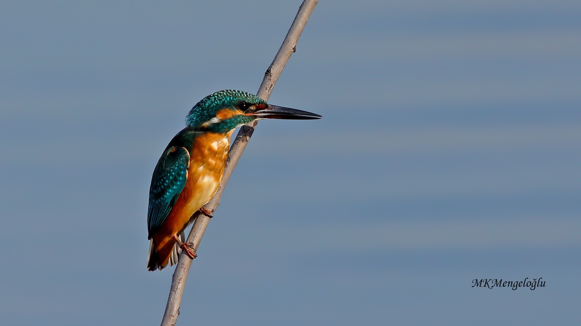 Common Kingfisher