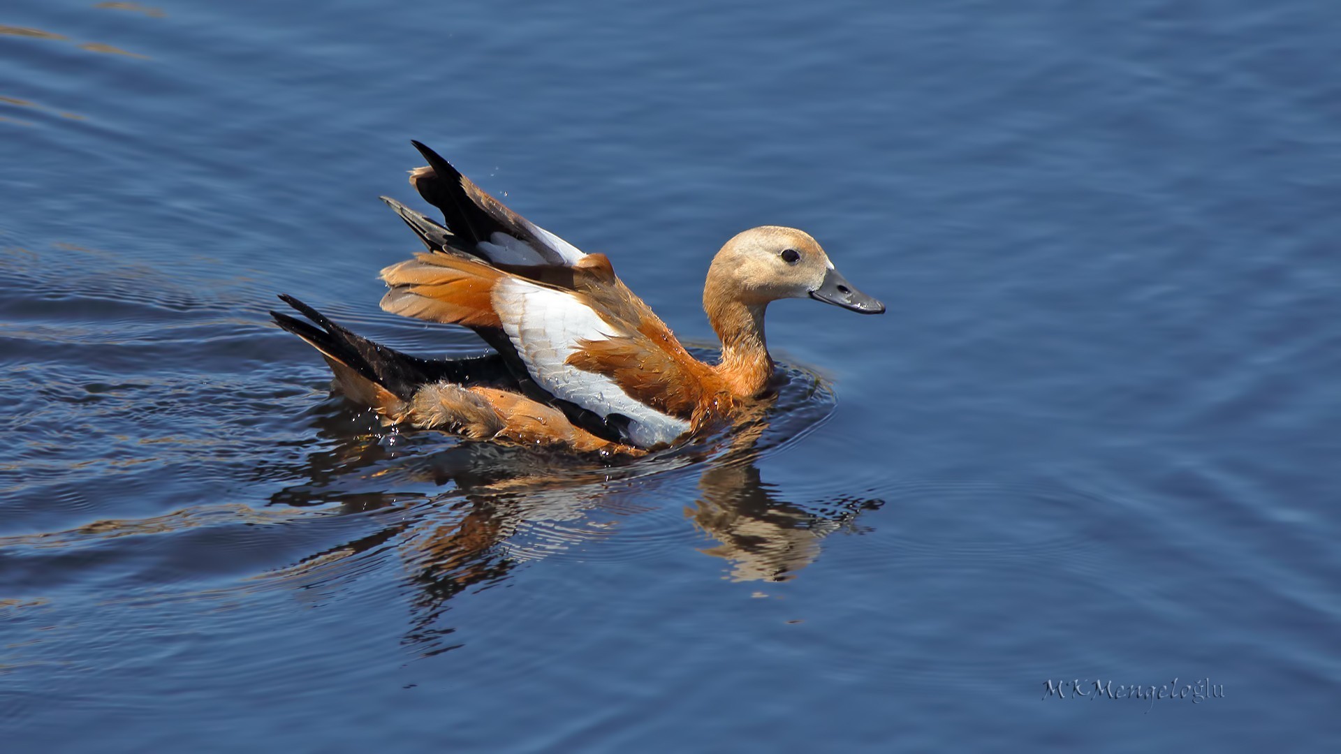 Ruddy Shelduck